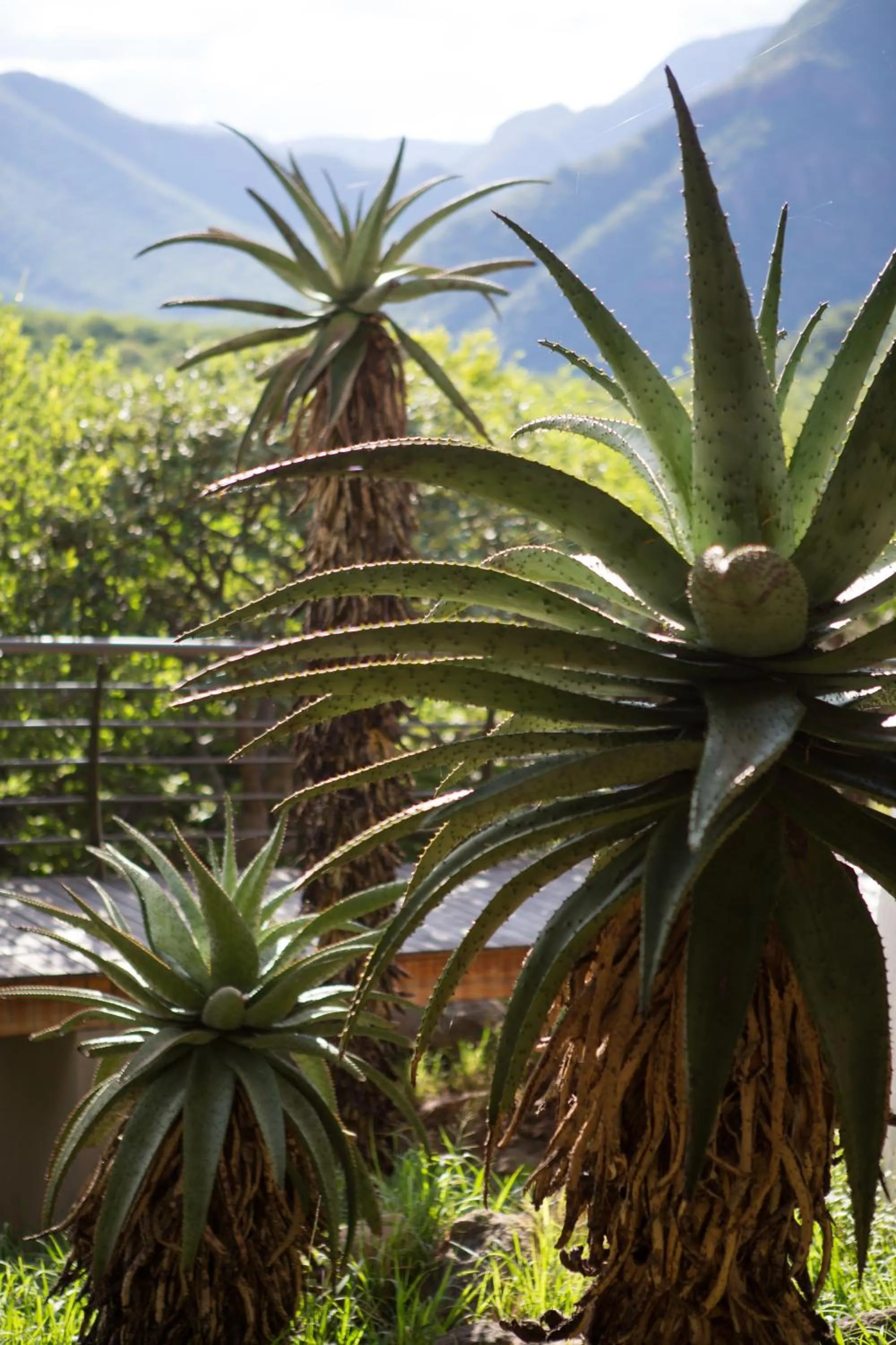 View (from property/room) in umVangati House