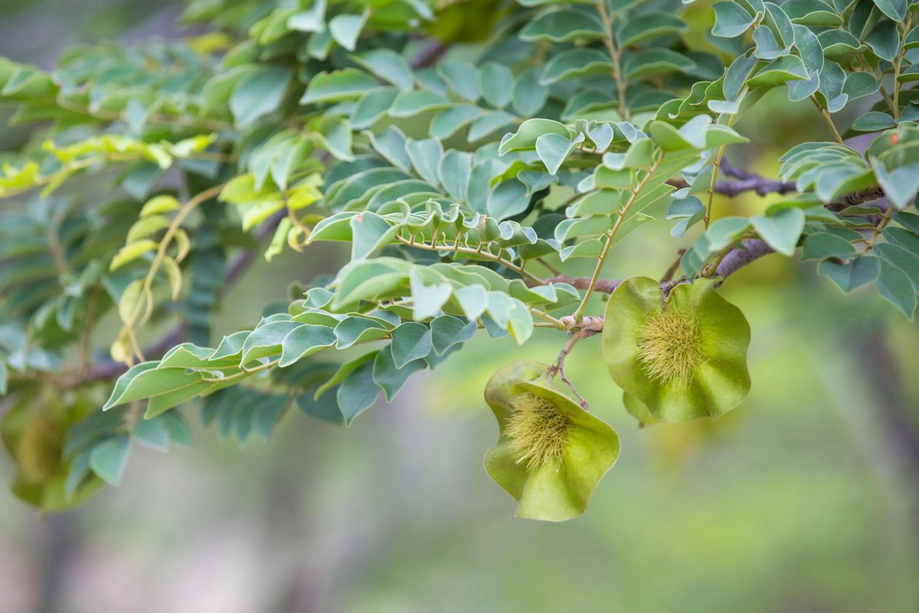 Other in umVangati House