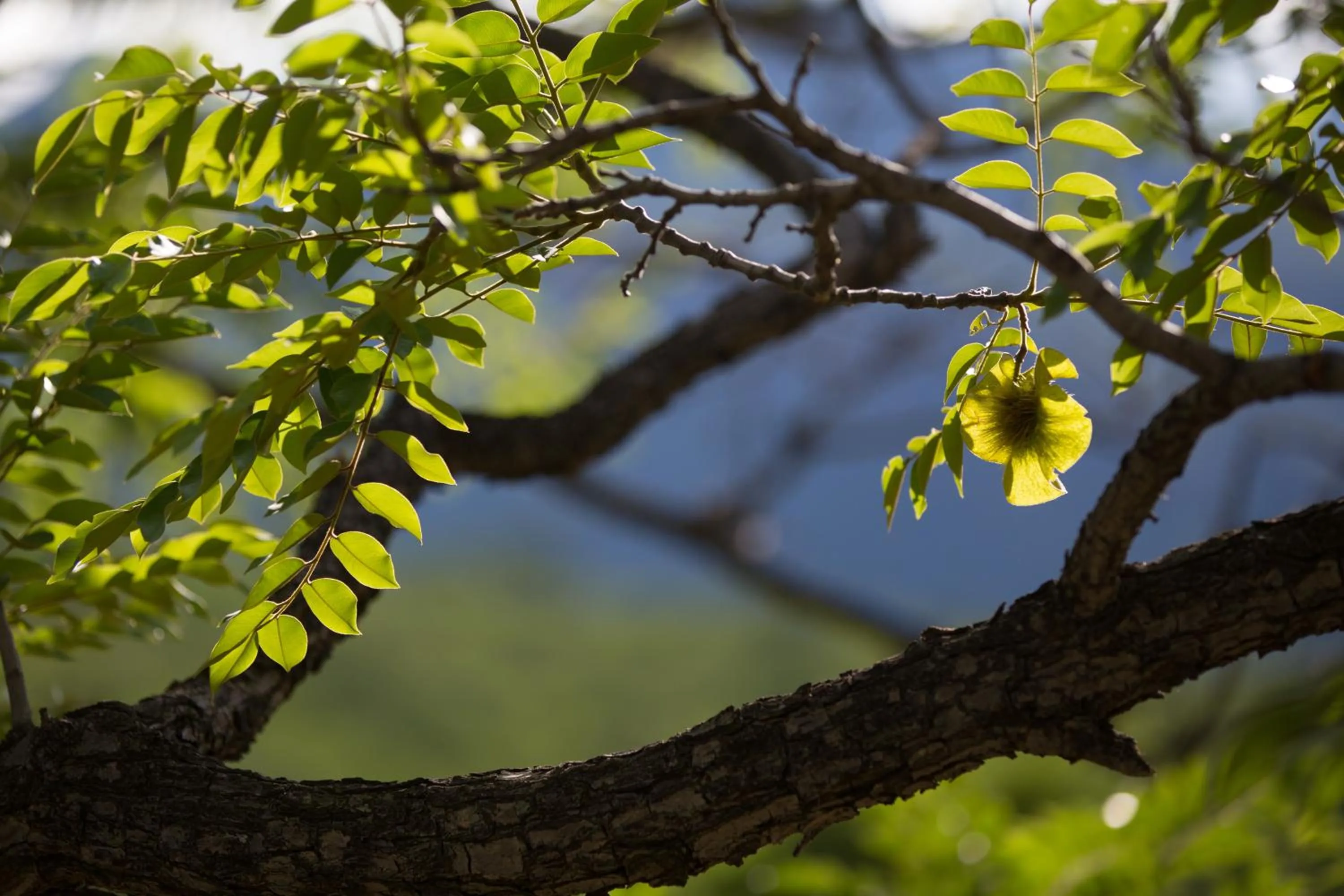 Other in umVangati House