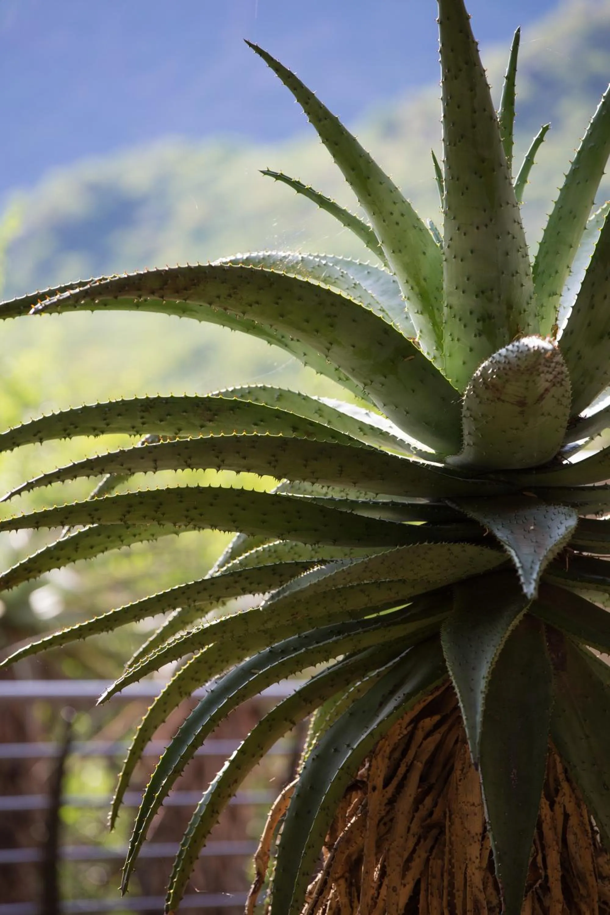 Other in umVangati House