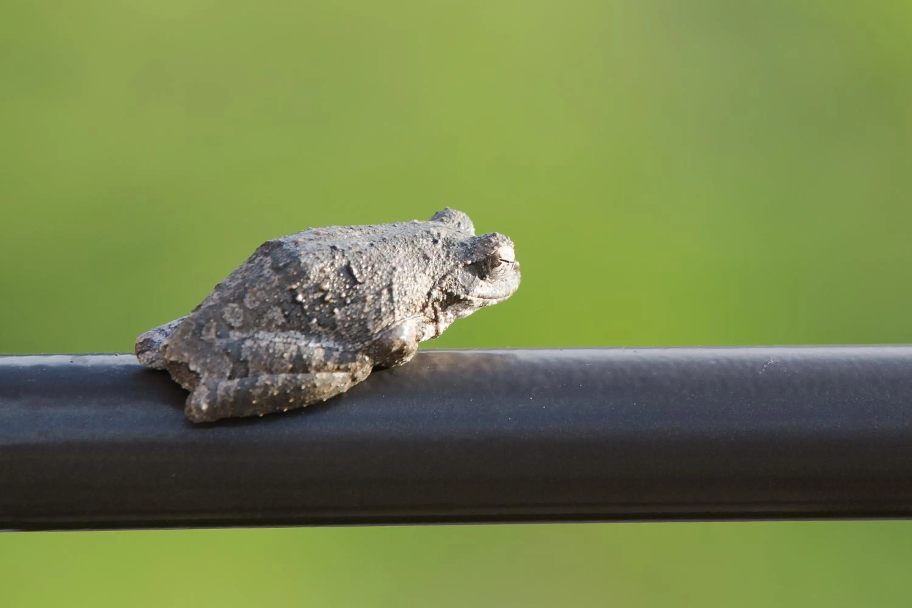 Other in umVangati House