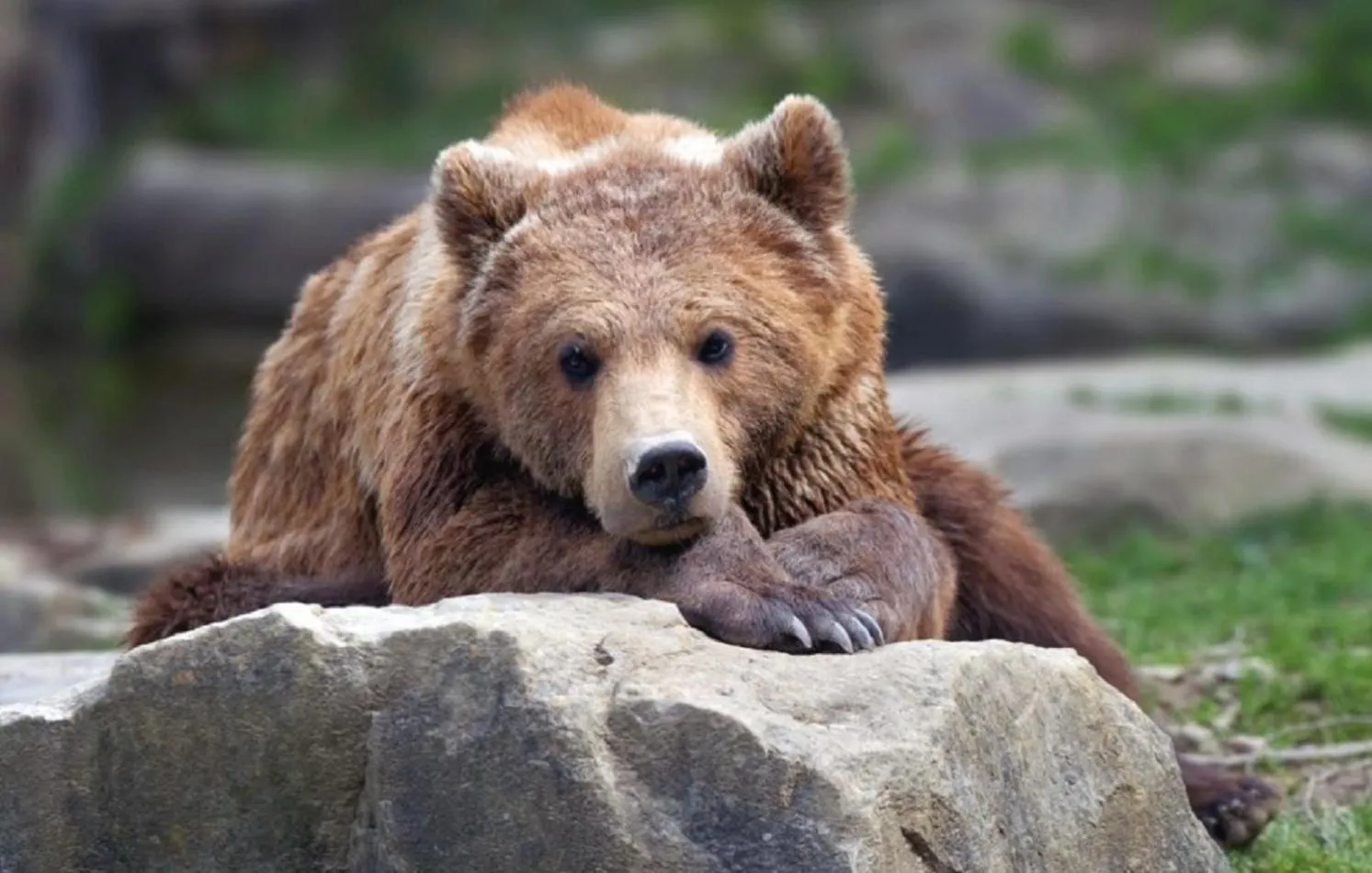 Animals in B&B Langenberg