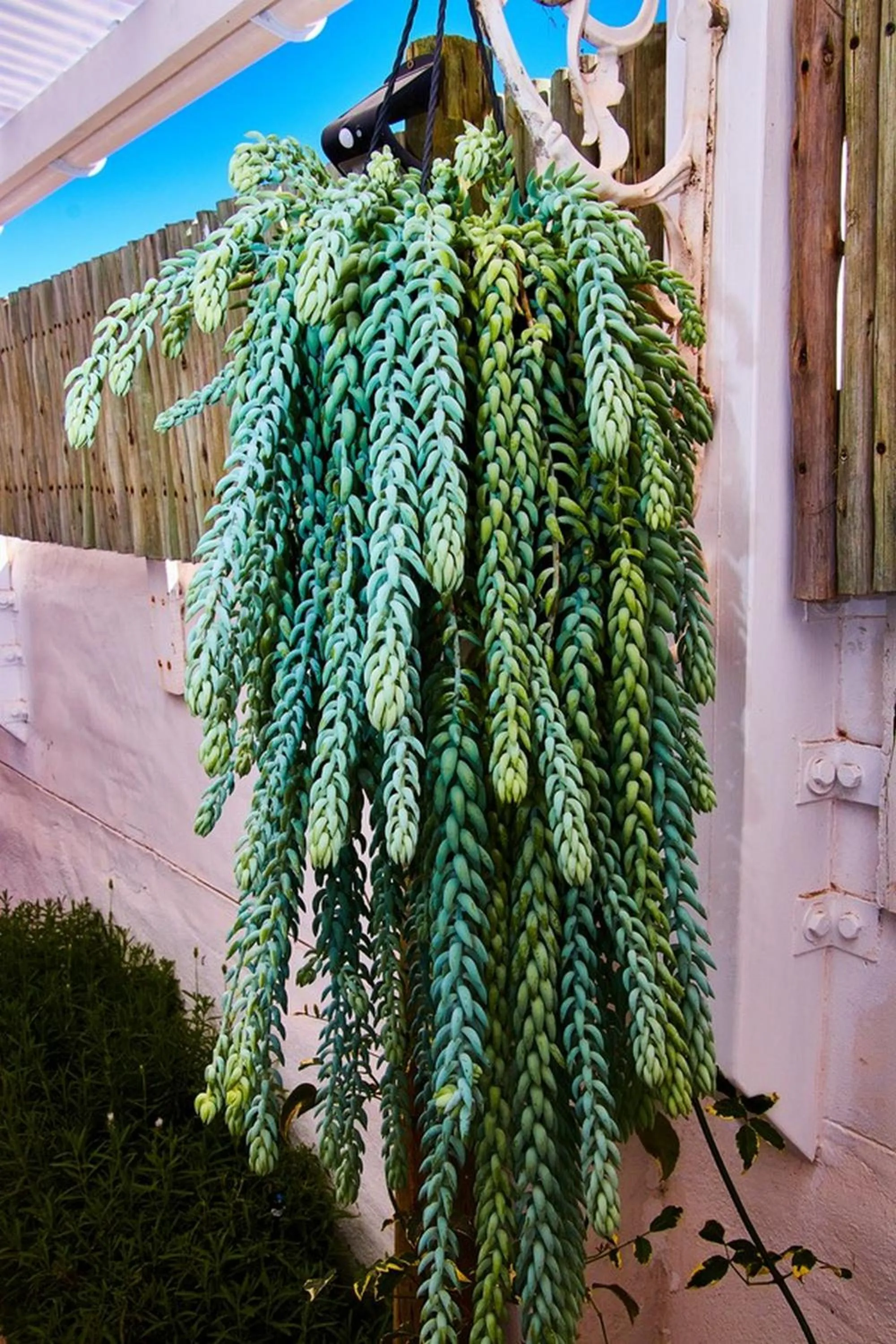 Garden view in Gilcrest Place Guest House