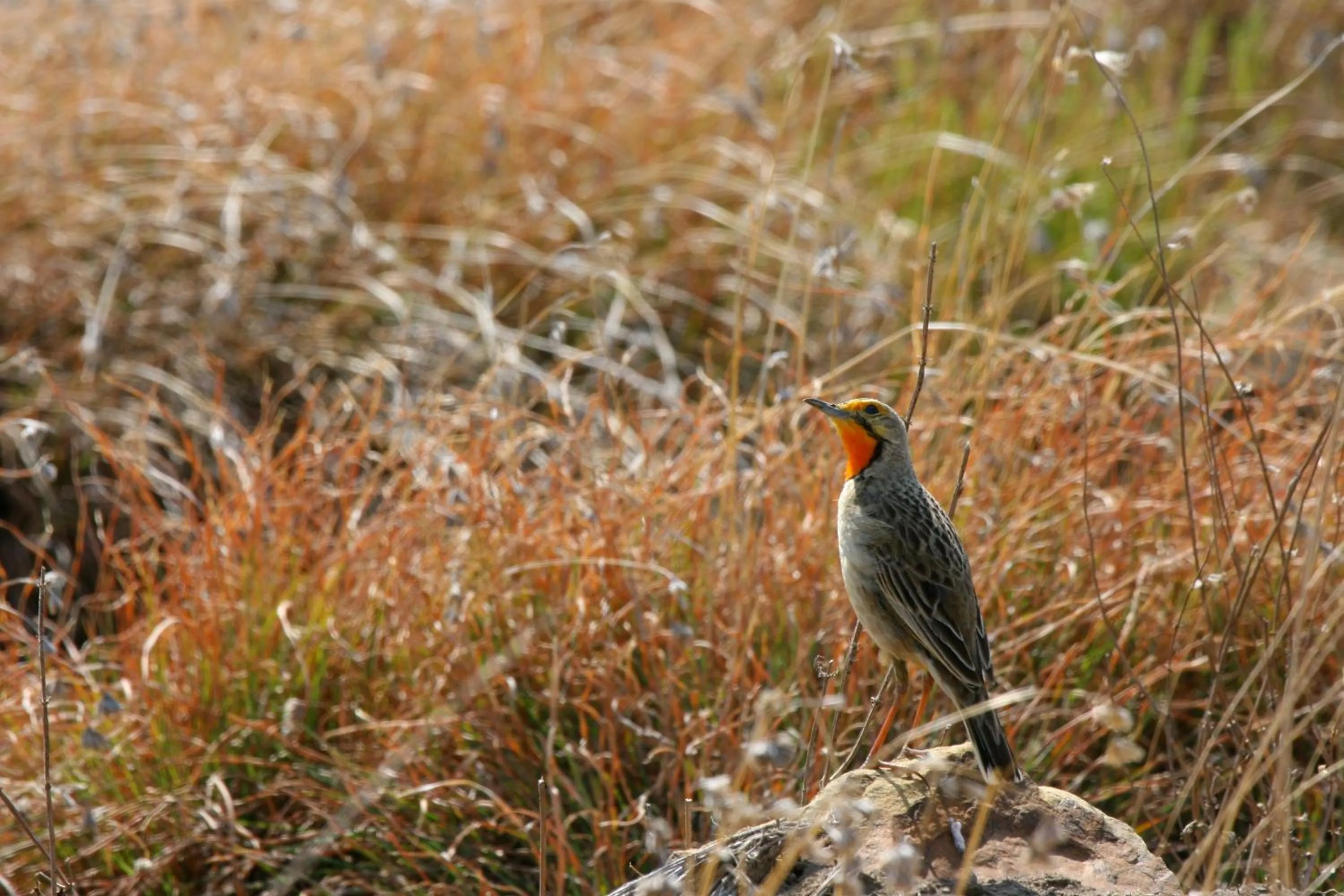 Animals in Mount Camdeboo Private Game Reserve by NEWMARK