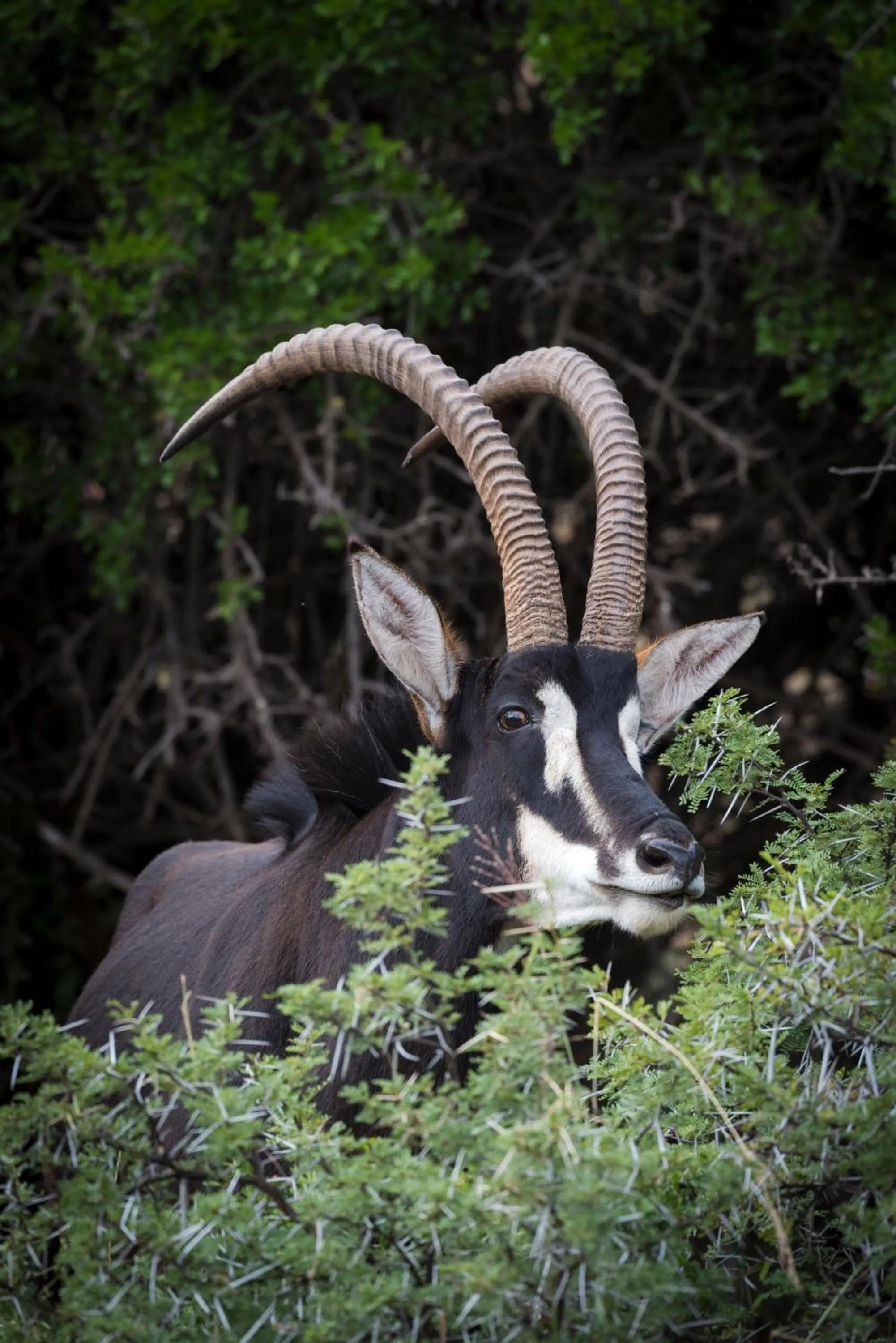 Animals in Mount Camdeboo Private Game Reserve by NEWMARK