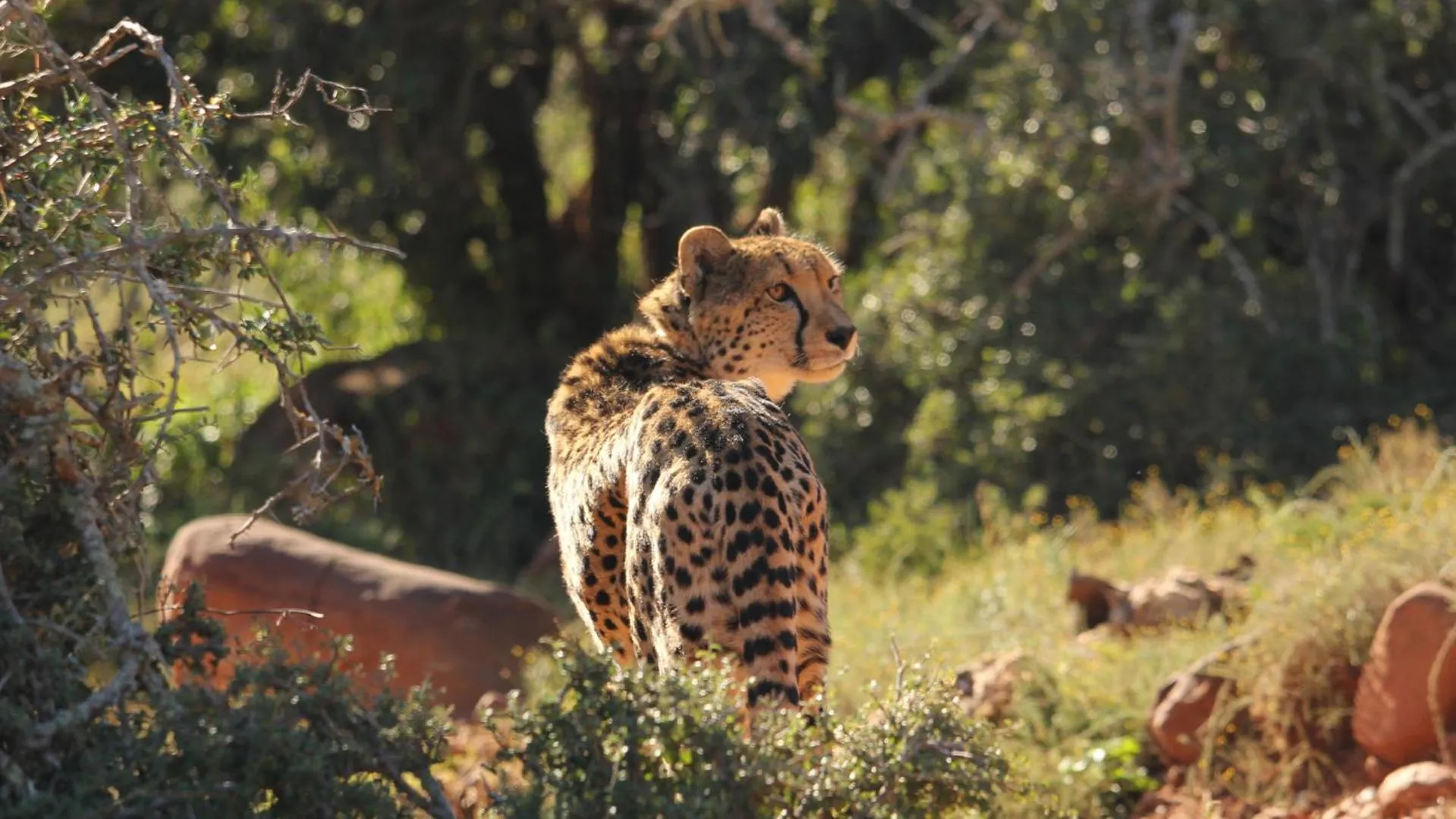 Day in Mount Camdeboo Private Game Reserve by NEWMARK