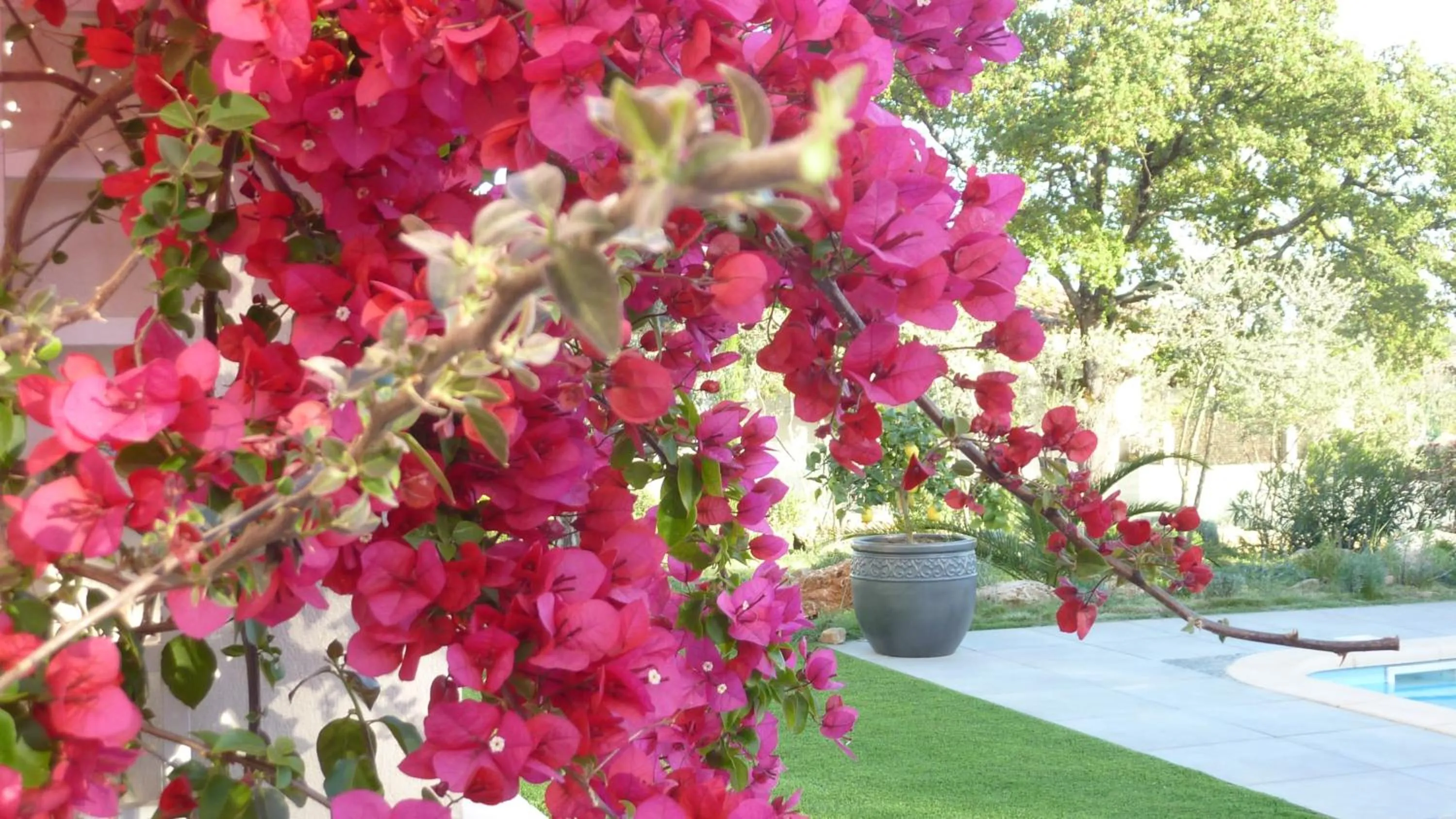 Garden in L Olivadou B&B