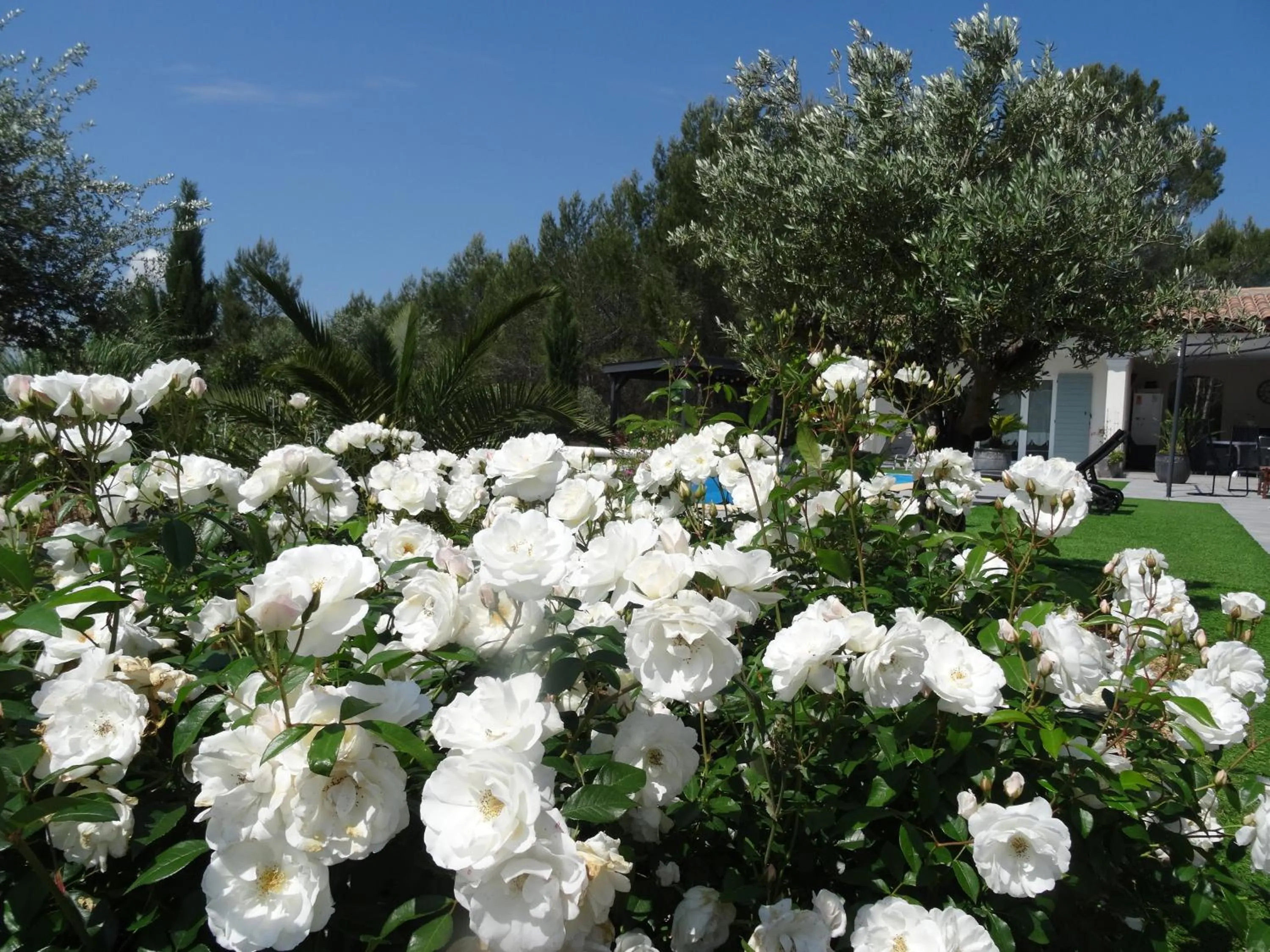 Spring in L Olivadou B&B