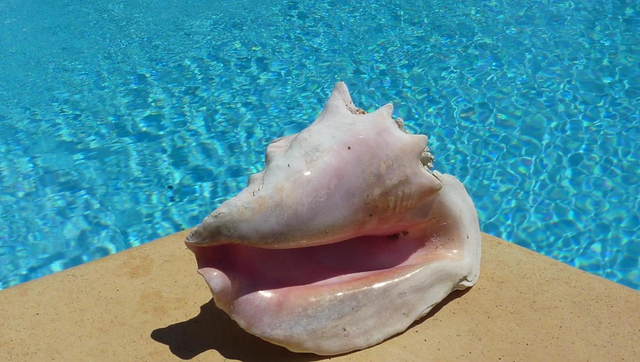 Swimming pool in L Olivadou B&B