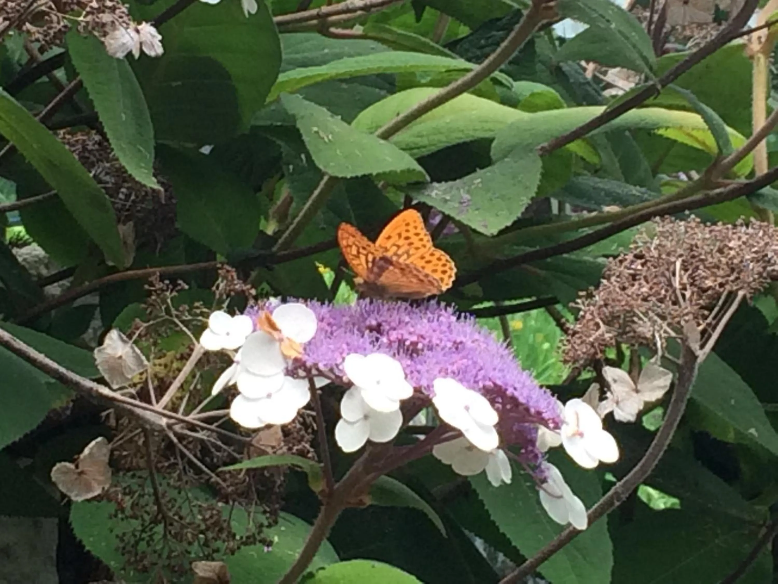 Garden in Fra Rose e Mughi