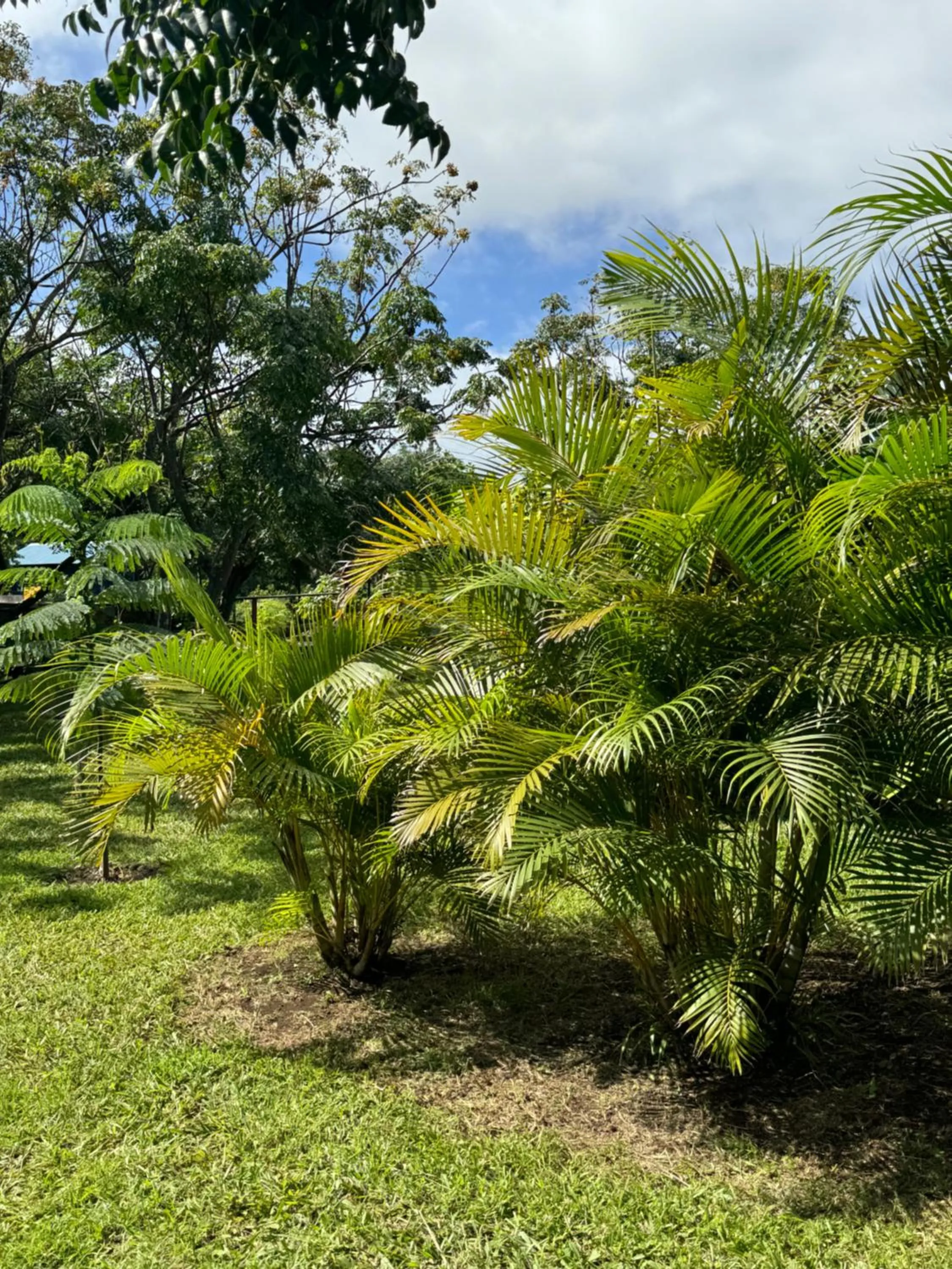 Garden in Cabañas Raupa