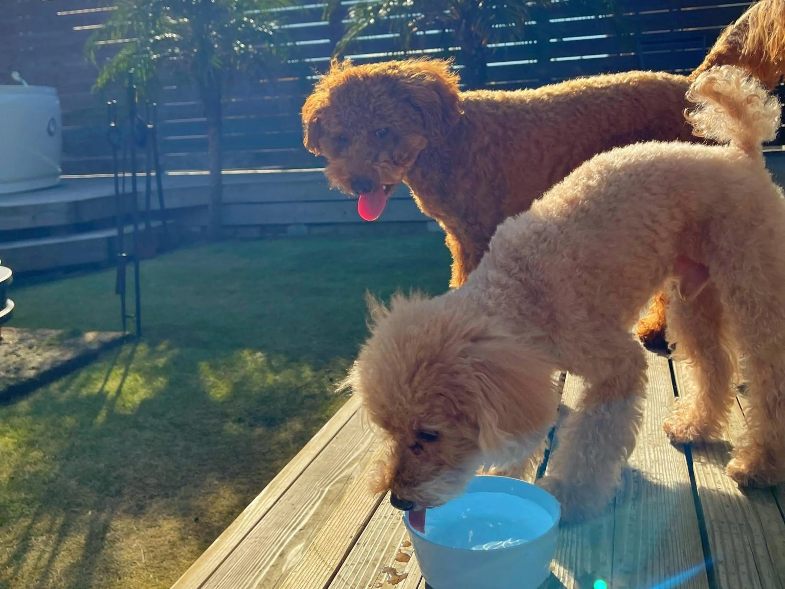 Balcony/Terrace in Sea Front Villa