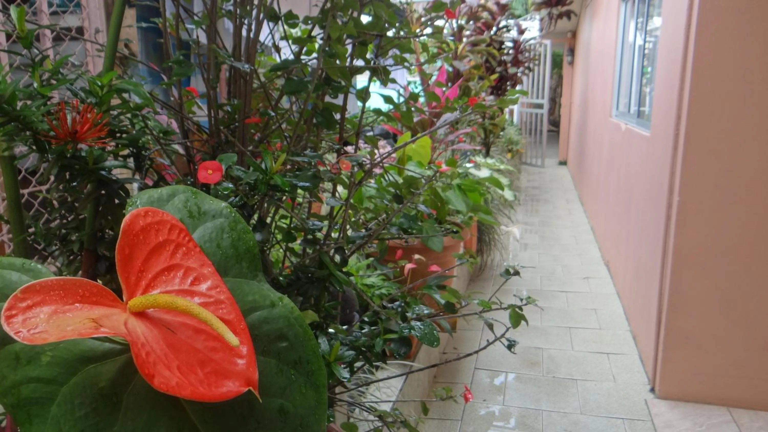 Hotel Rosa De Sharon