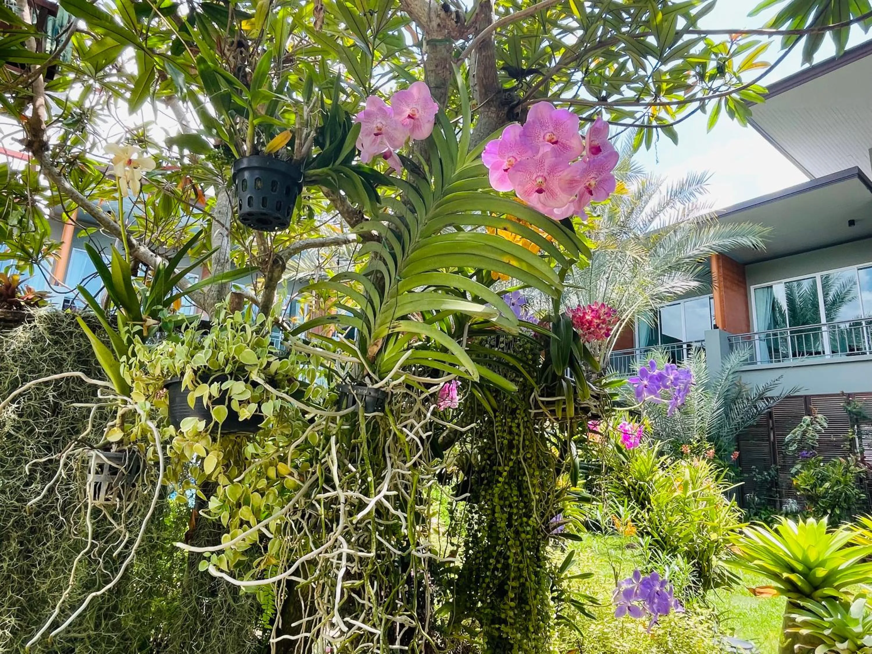 Garden in Khaolak Forest Resort