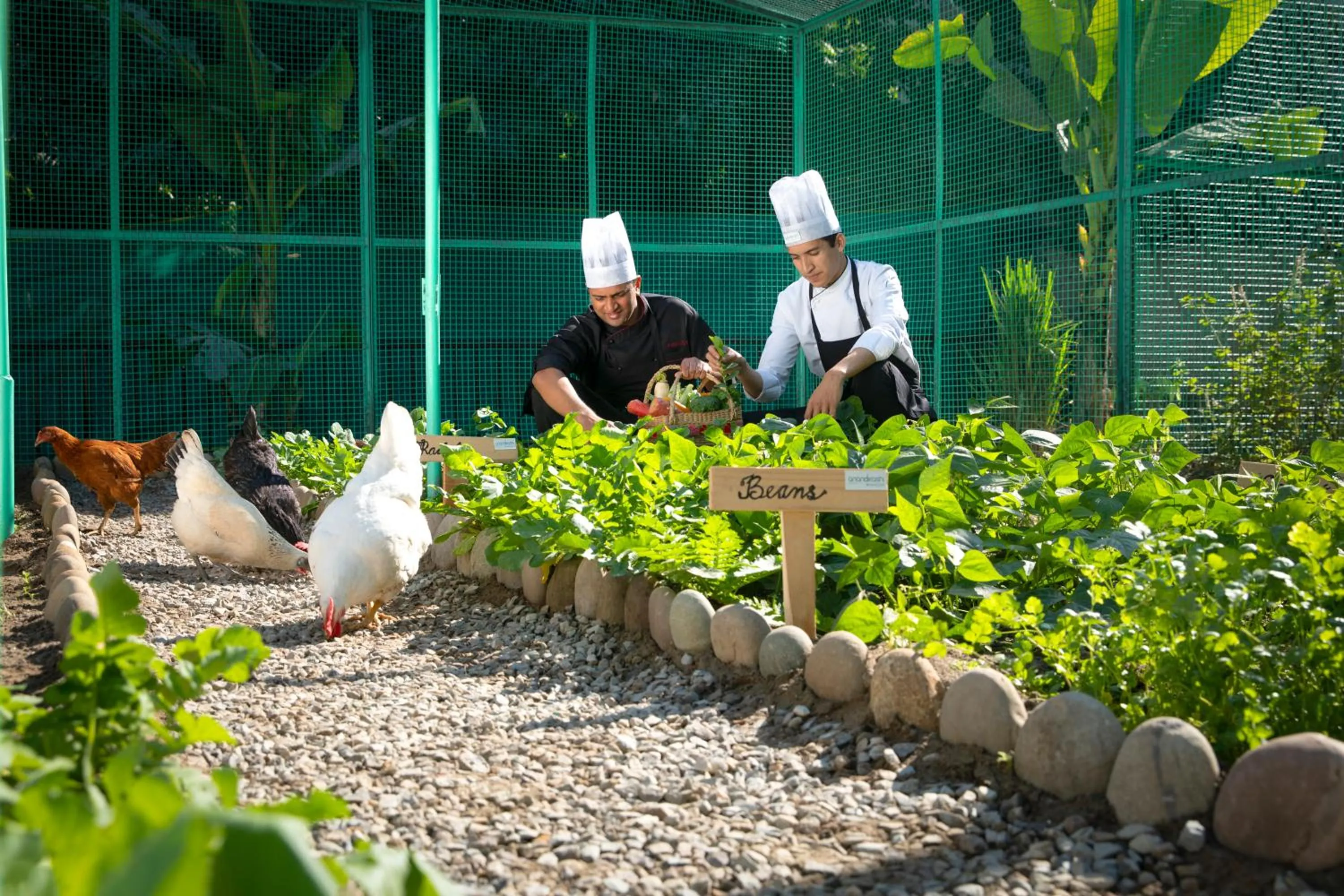 Garden in Anand Kashi by the Ganges Rishikesh - IHCL Seleqtions