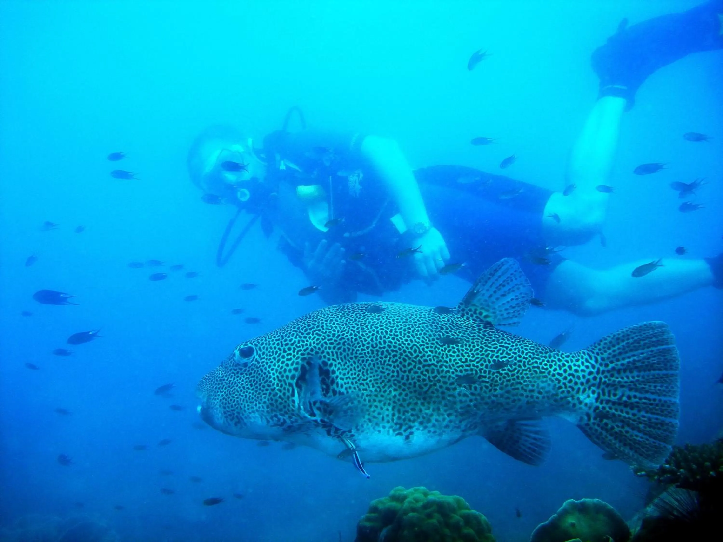 Diving in Koh Mak Cococape Resort