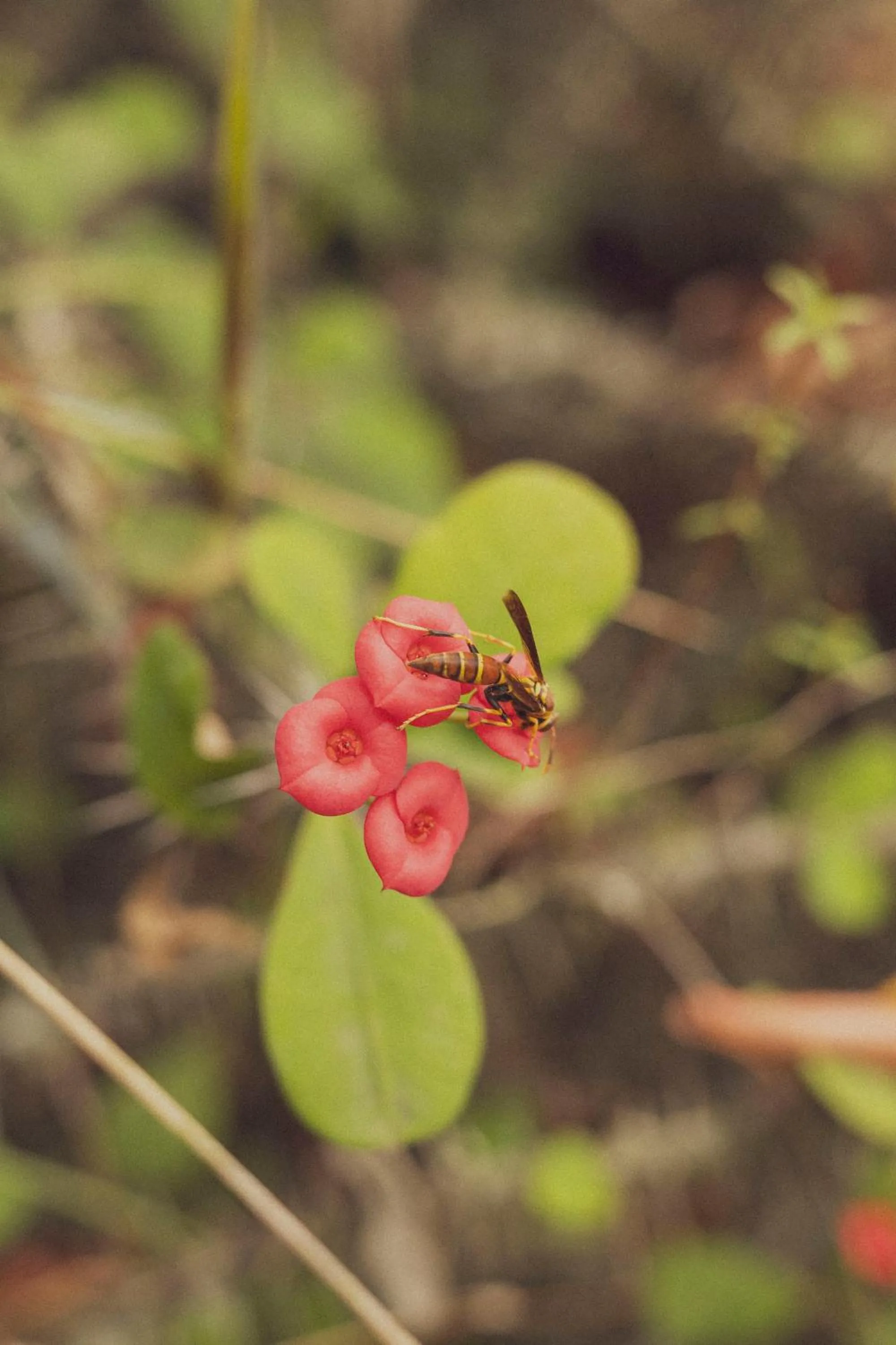 Spring in REFUGIO LA ROCA