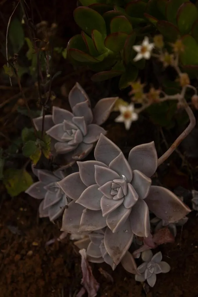 Garden in REFUGIO LA ROCA