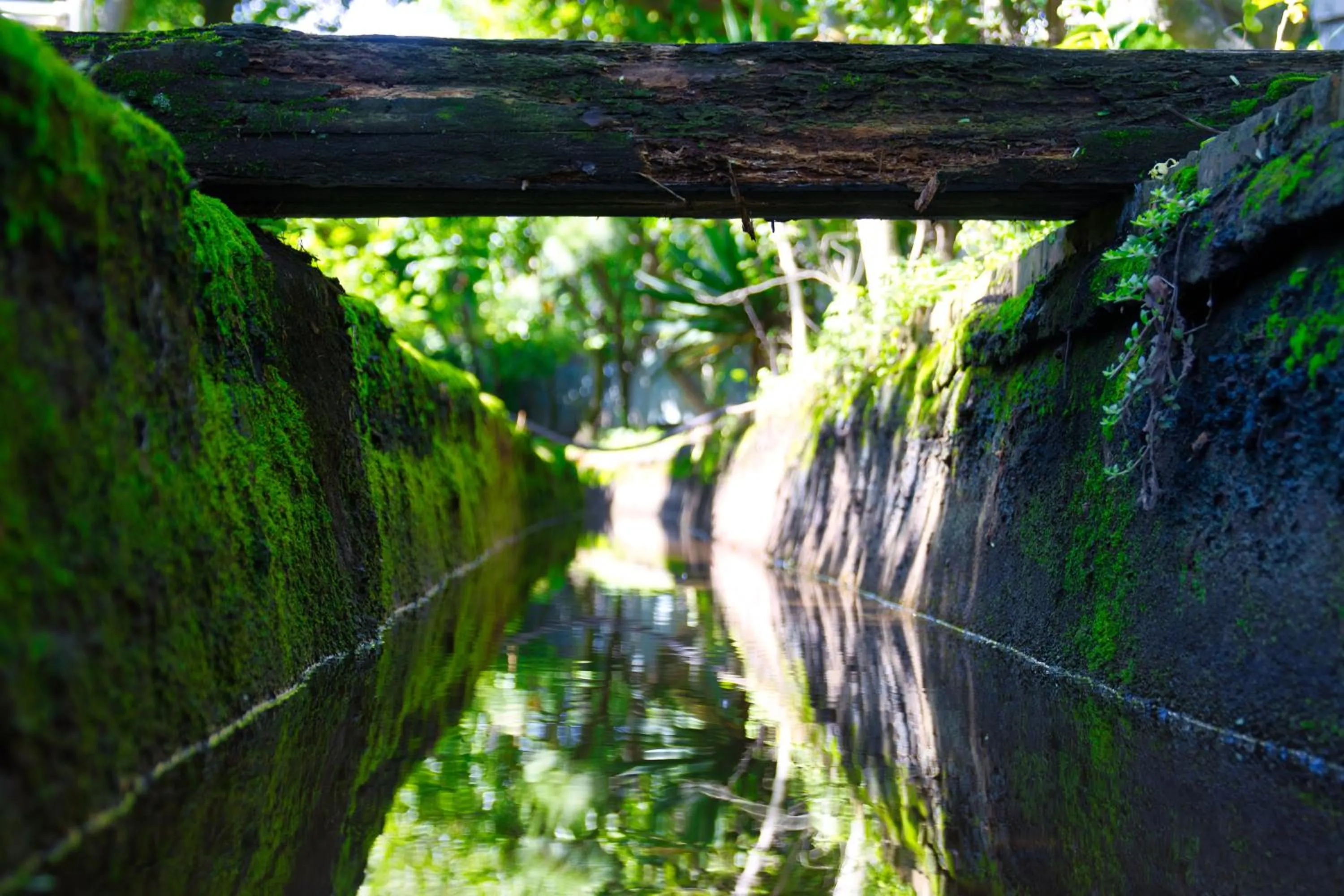 Garden in Seogwipo Beautiful Resort