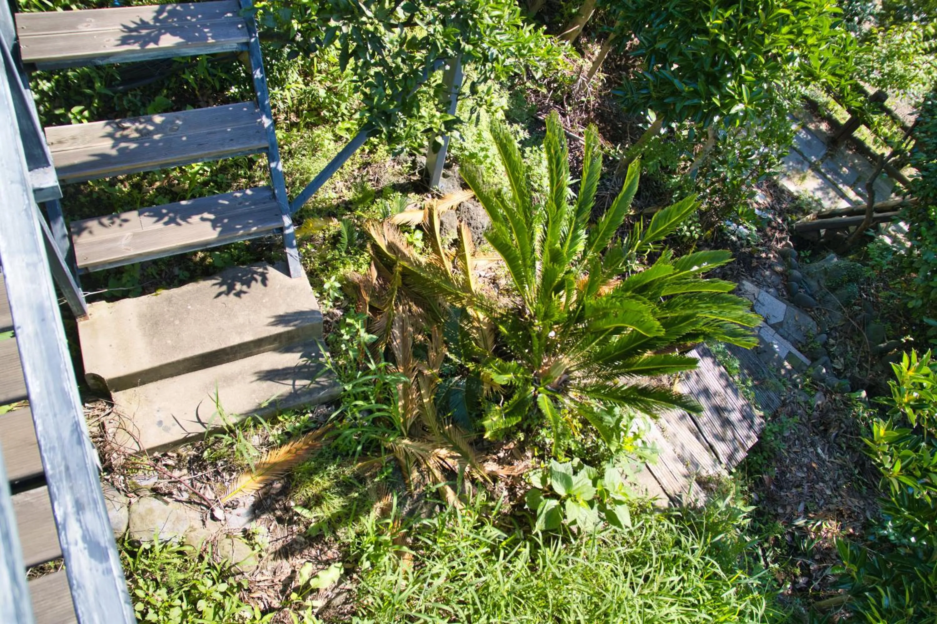 Garden in Seogwipo Beautiful Resort