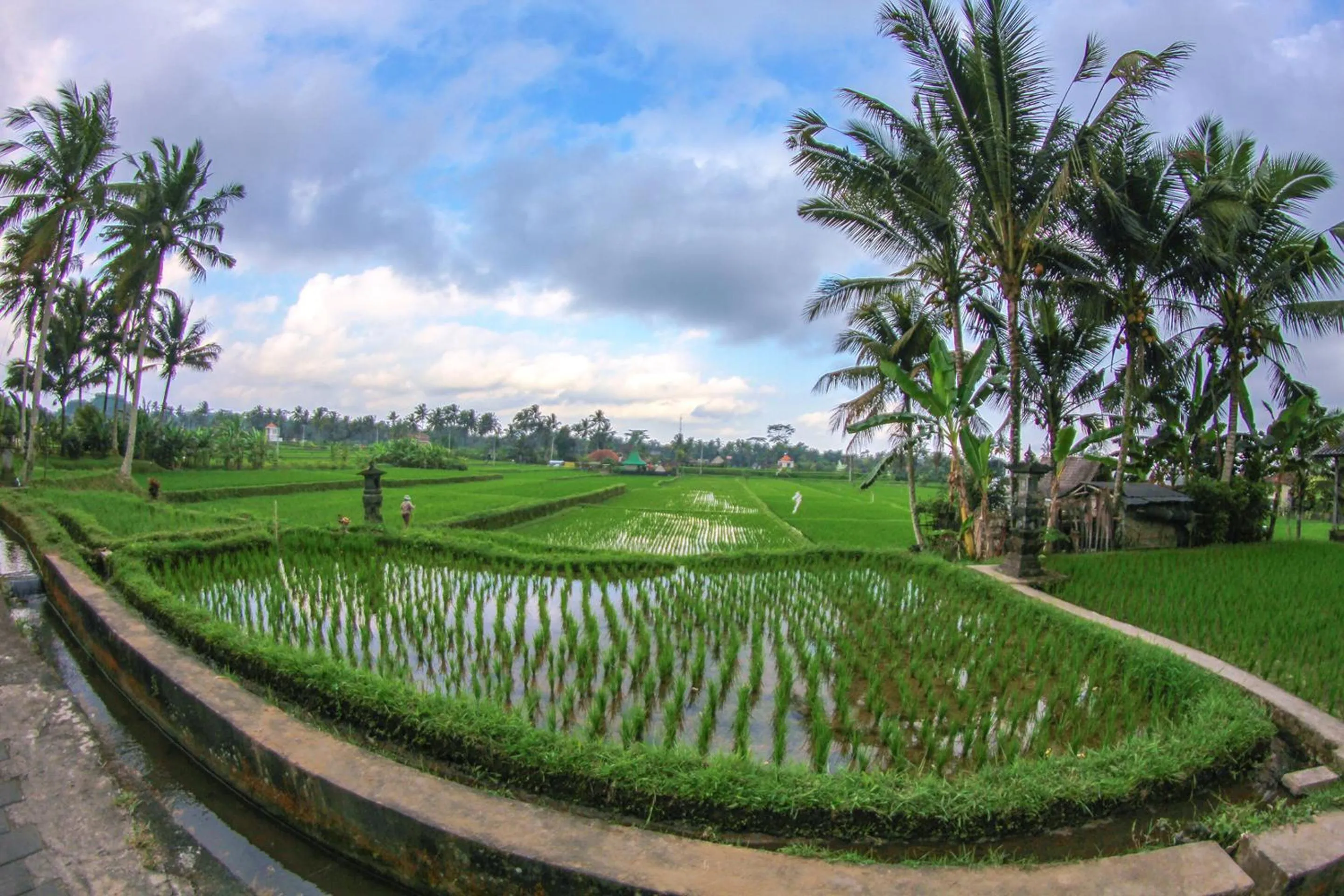 Garden in Belvilla Moksha Ceking Rice TerraceNearUbud Jungle Swing