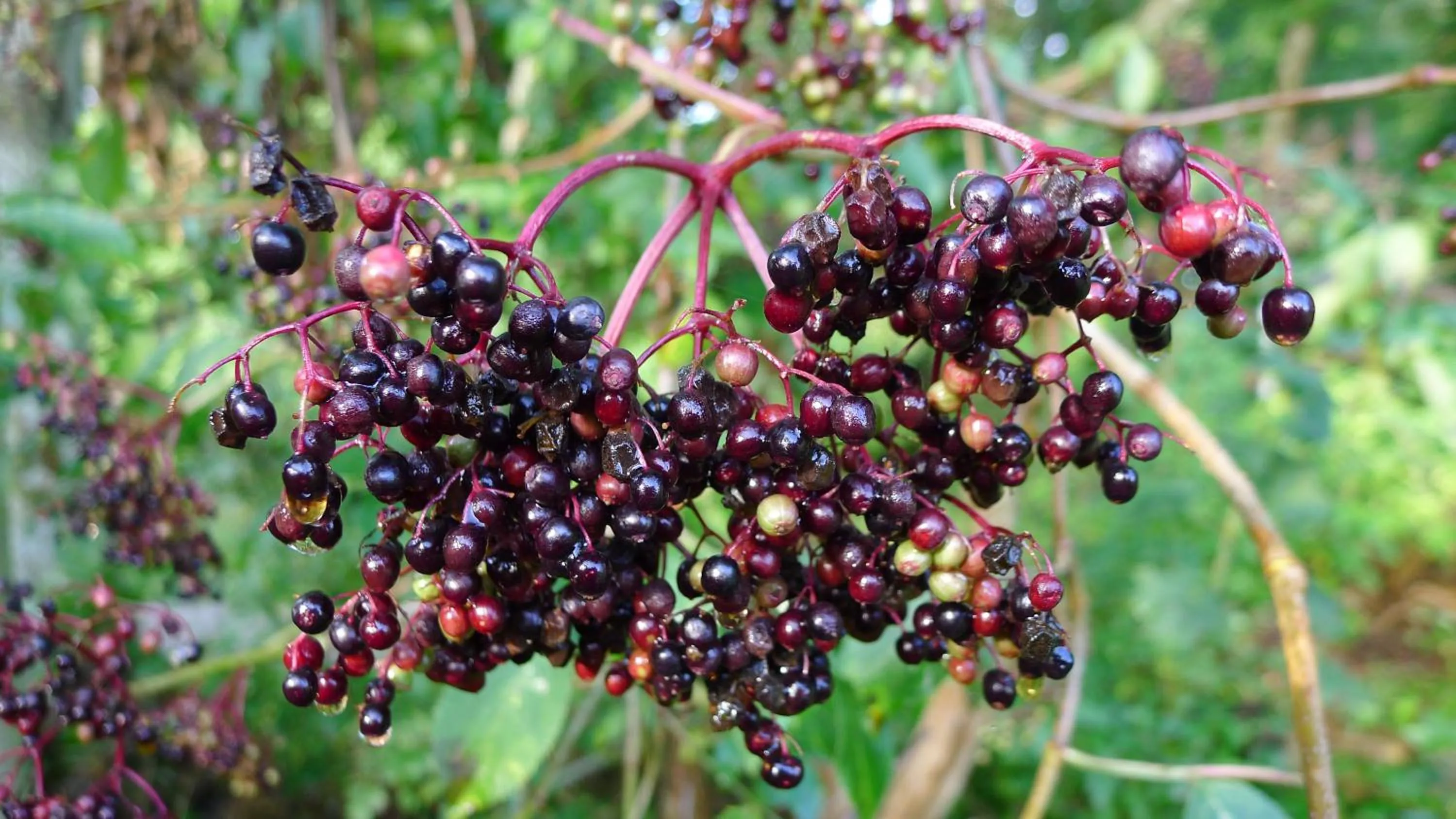 Other in Lilla Trulla Gårdshotell - Feels like home