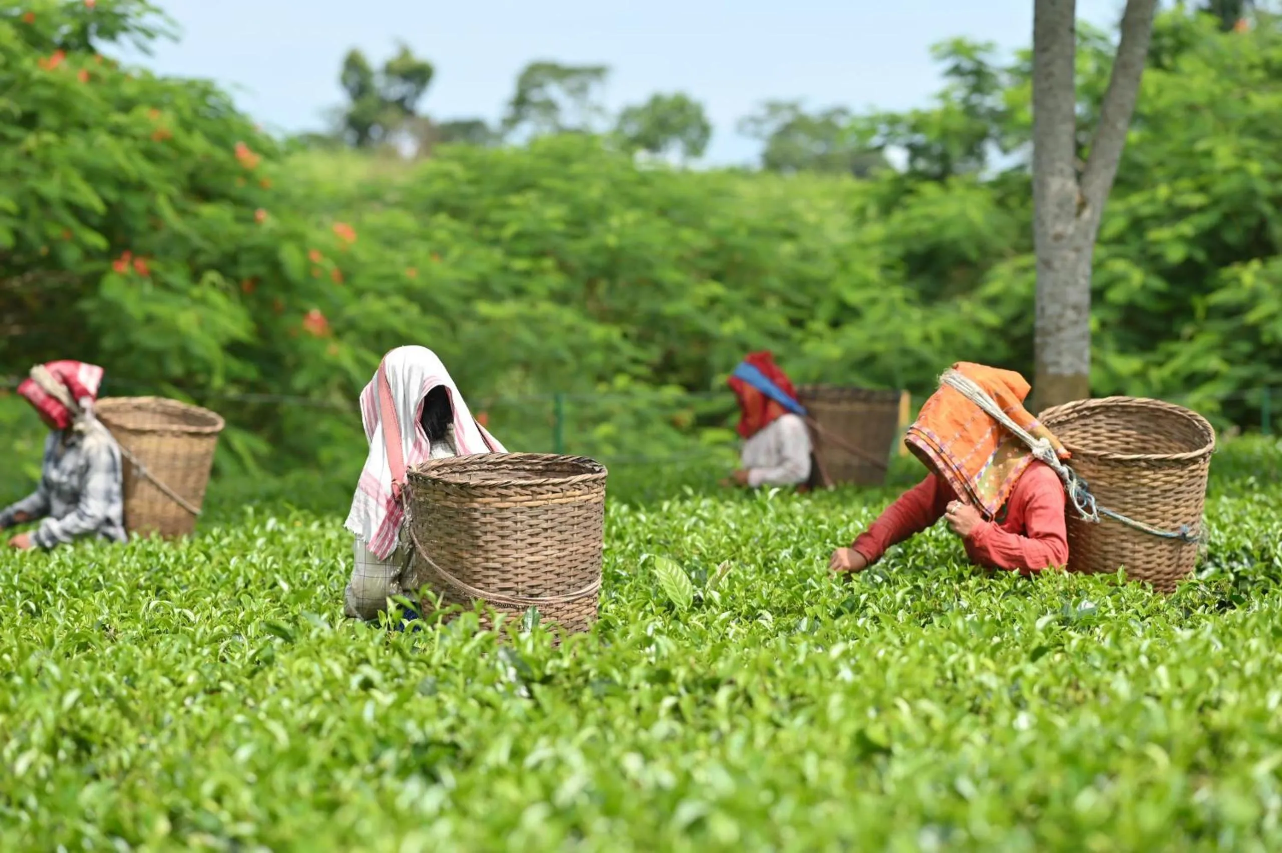 Vaani Greens Wildlife Resort, Kaziranga