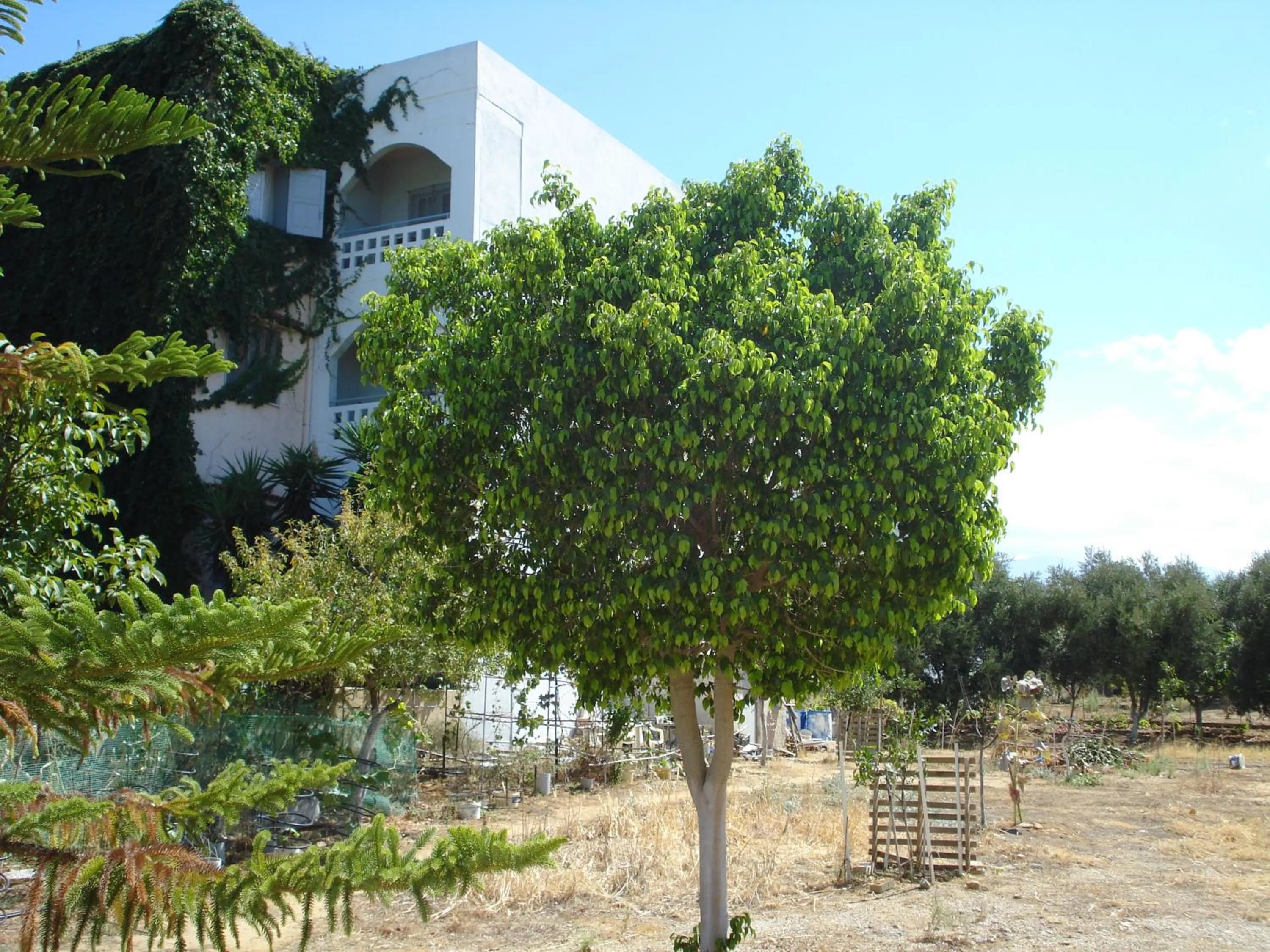 Facade/entrance in Zinovia
