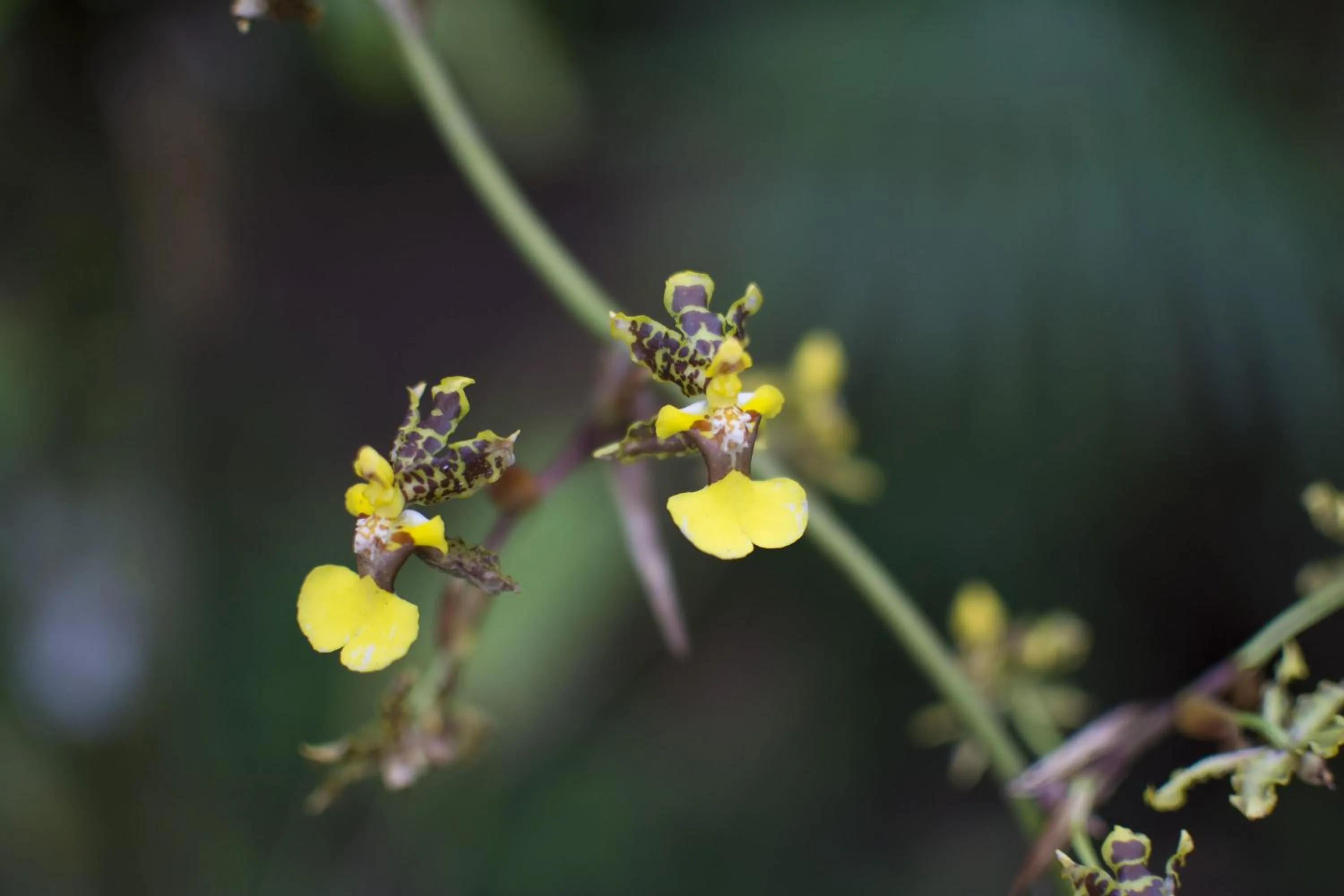 Garden in Bosque de Paz Reserva Biologica