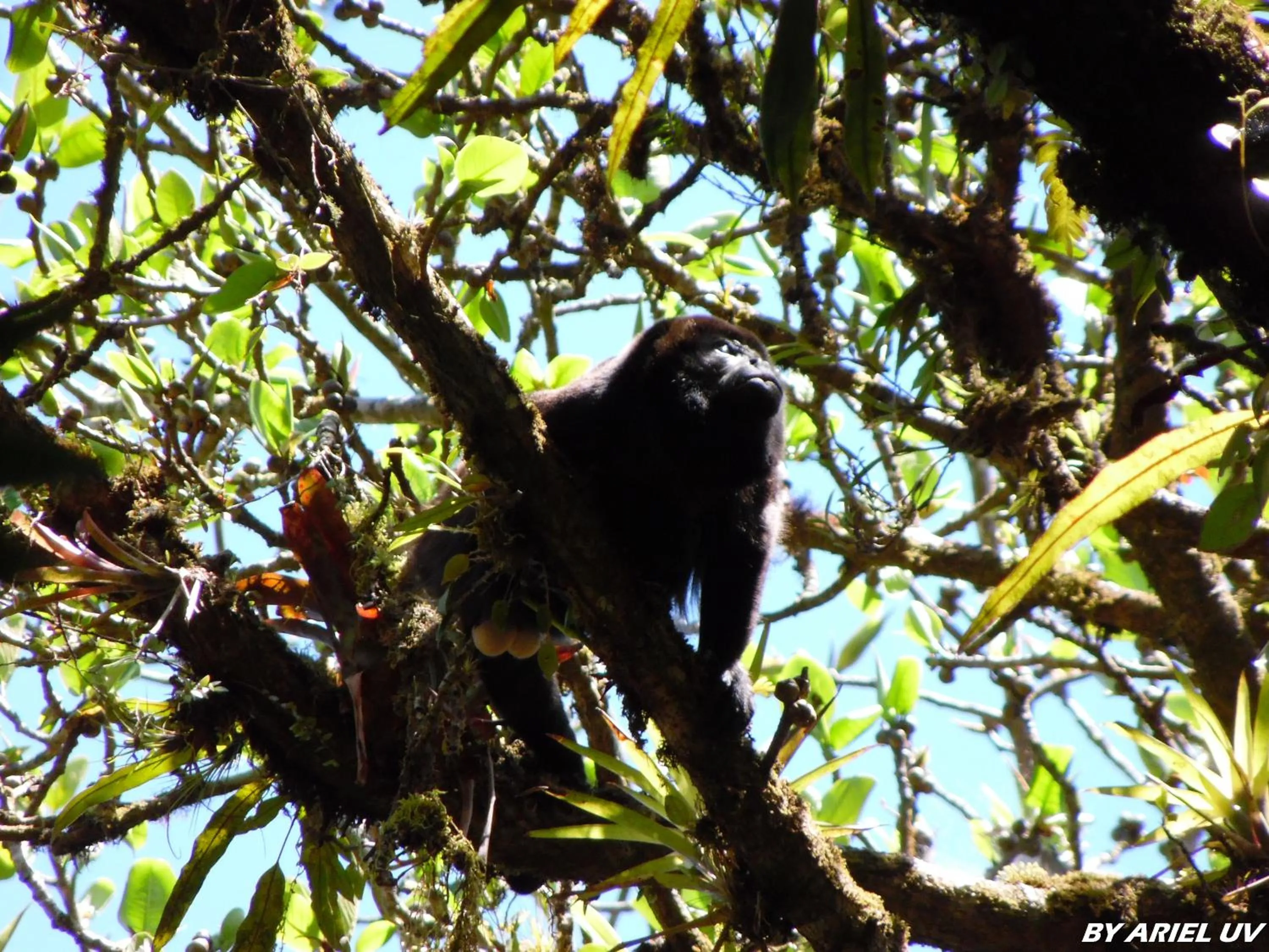 Natural landscape in Bosque de Paz Reserva Biologica