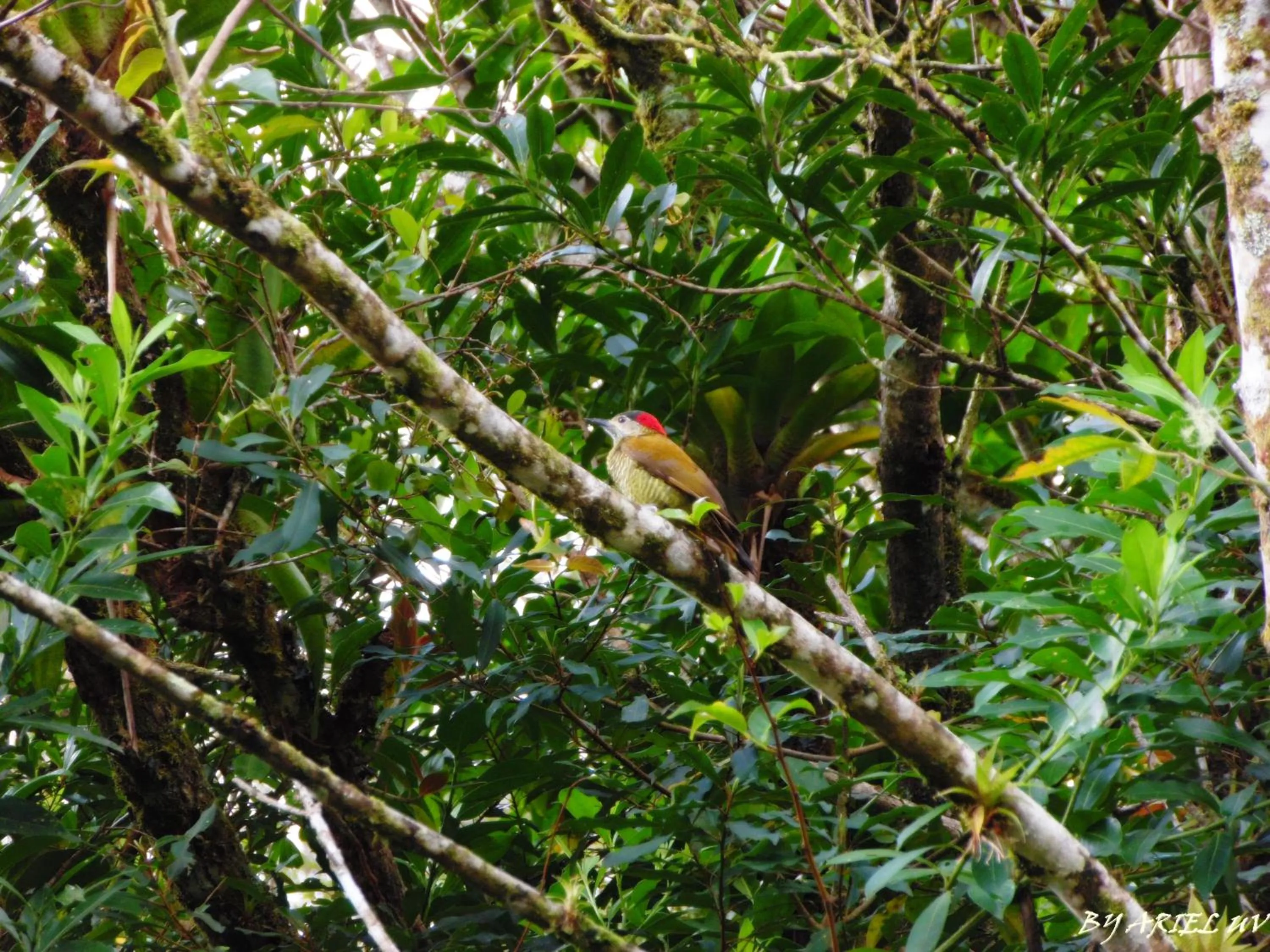 Natural landscape in Bosque de Paz Reserva Biologica