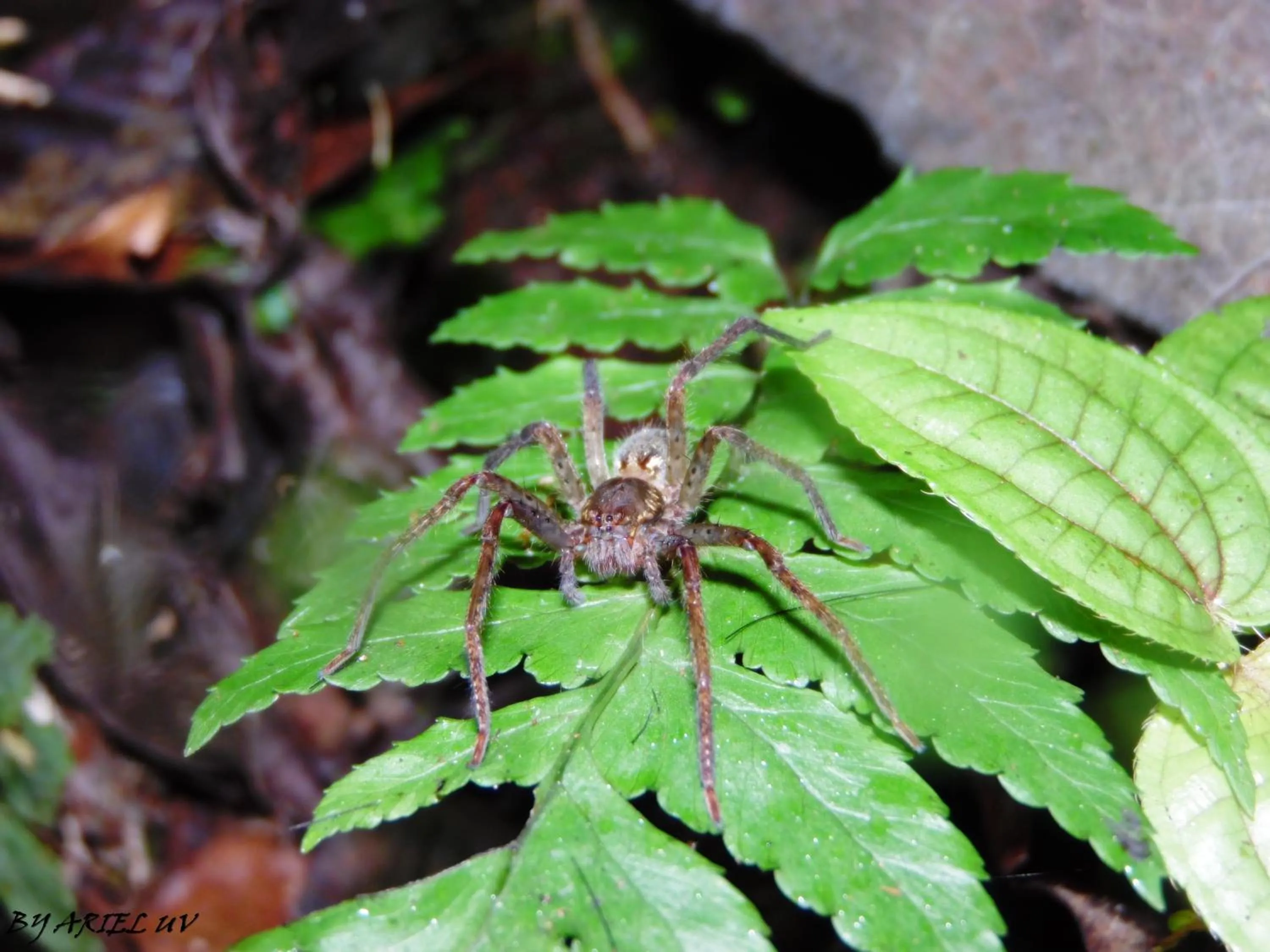 Natural landscape in Bosque de Paz Reserva Biologica