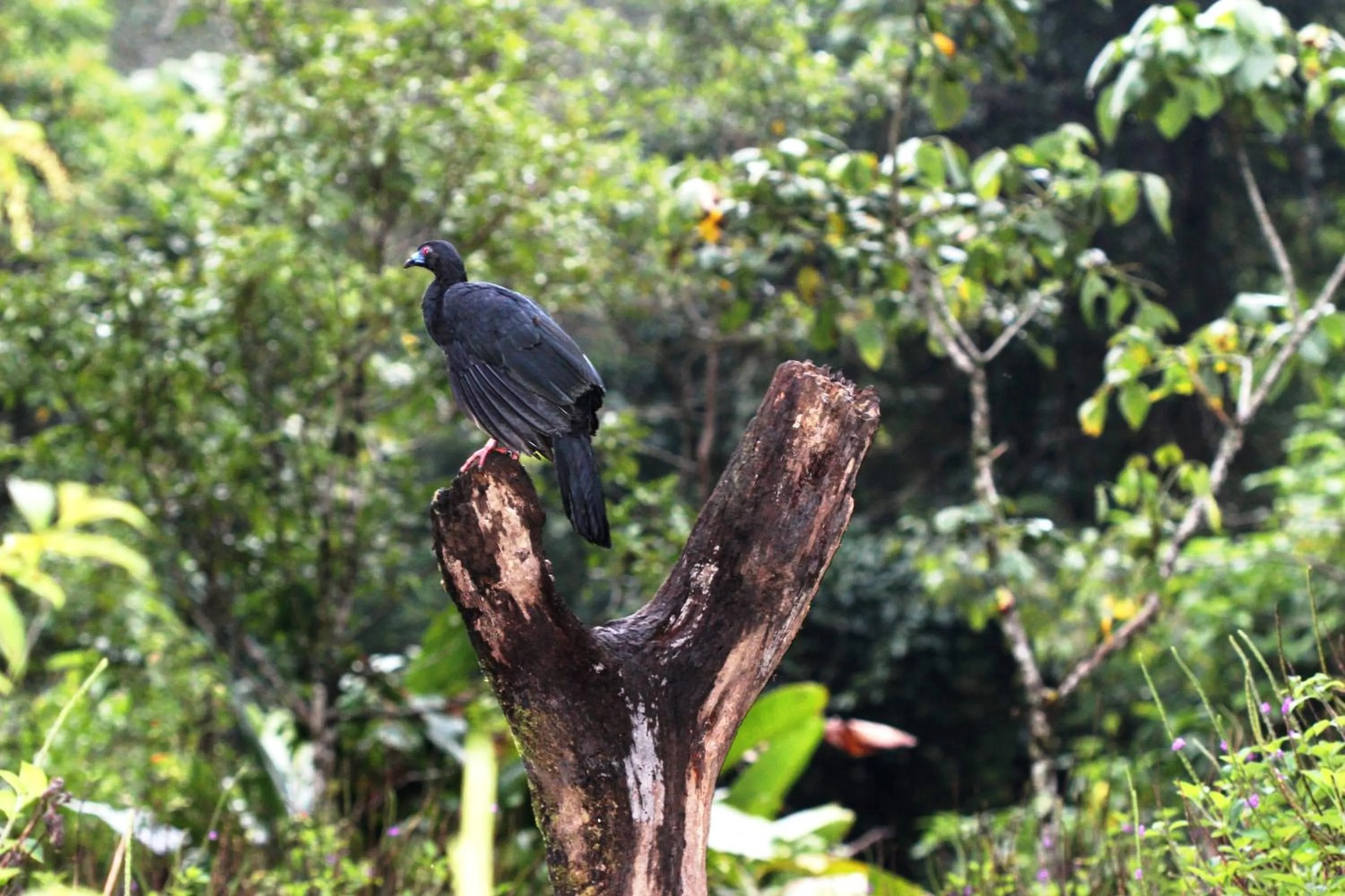Garden in Bosque de Paz Reserva Biologica