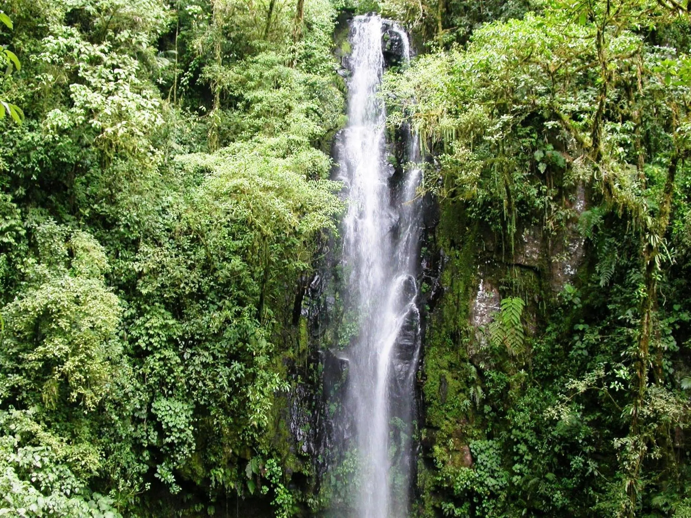Garden in Bosque de Paz Reserva Biologica