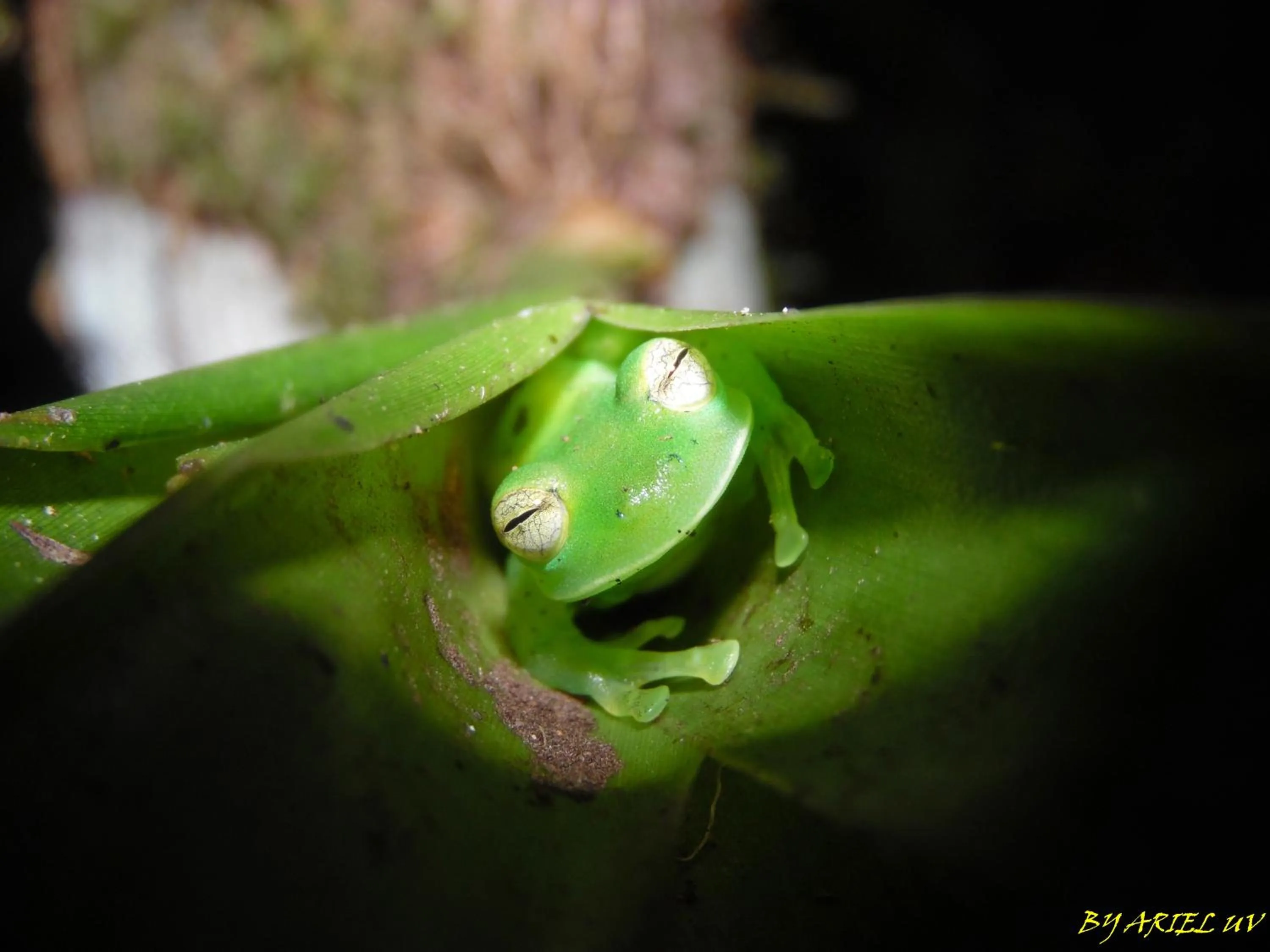 Natural landscape in Bosque de Paz Reserva Biologica