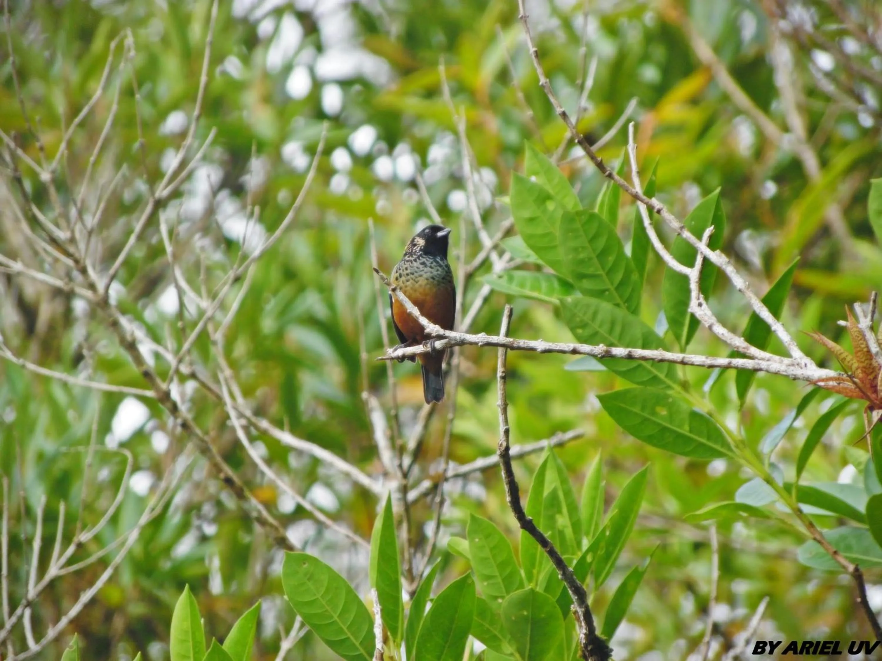 Natural landscape in Bosque de Paz Reserva Biologica