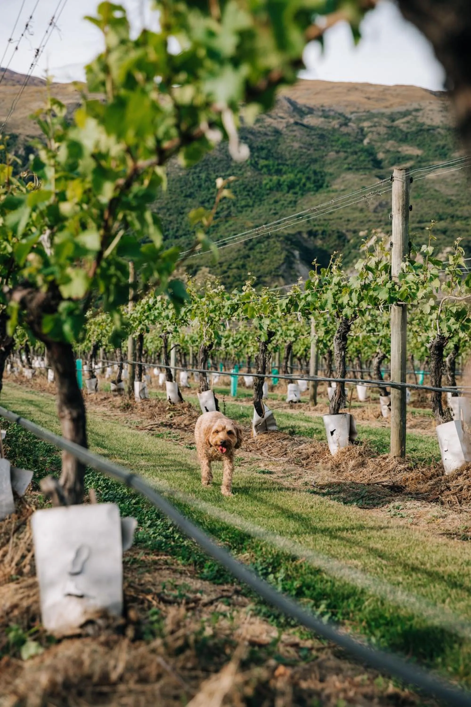 Day in Cottages at Kinross
