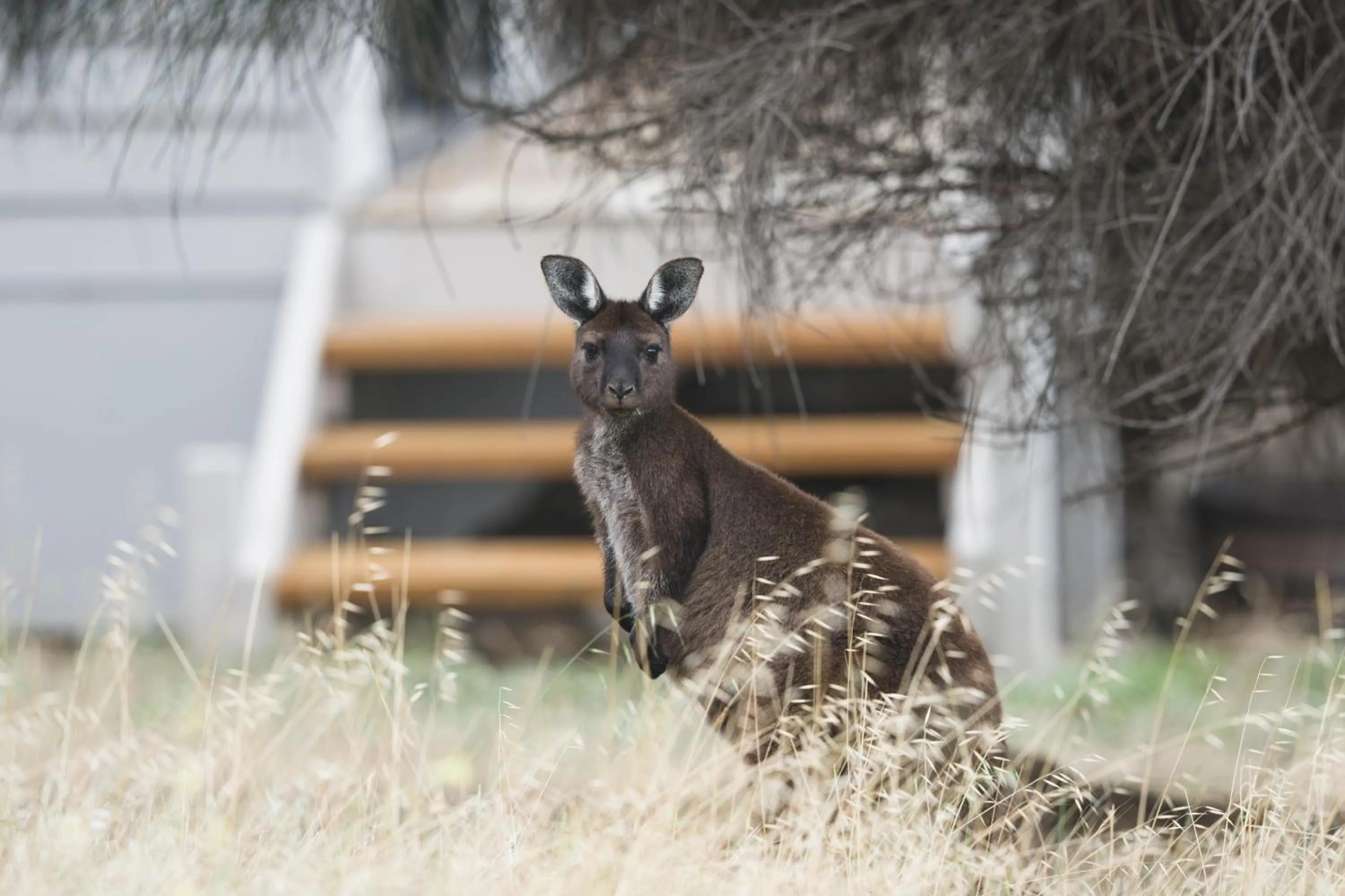 Natural landscape in Sea Dragon Kangaroo Island