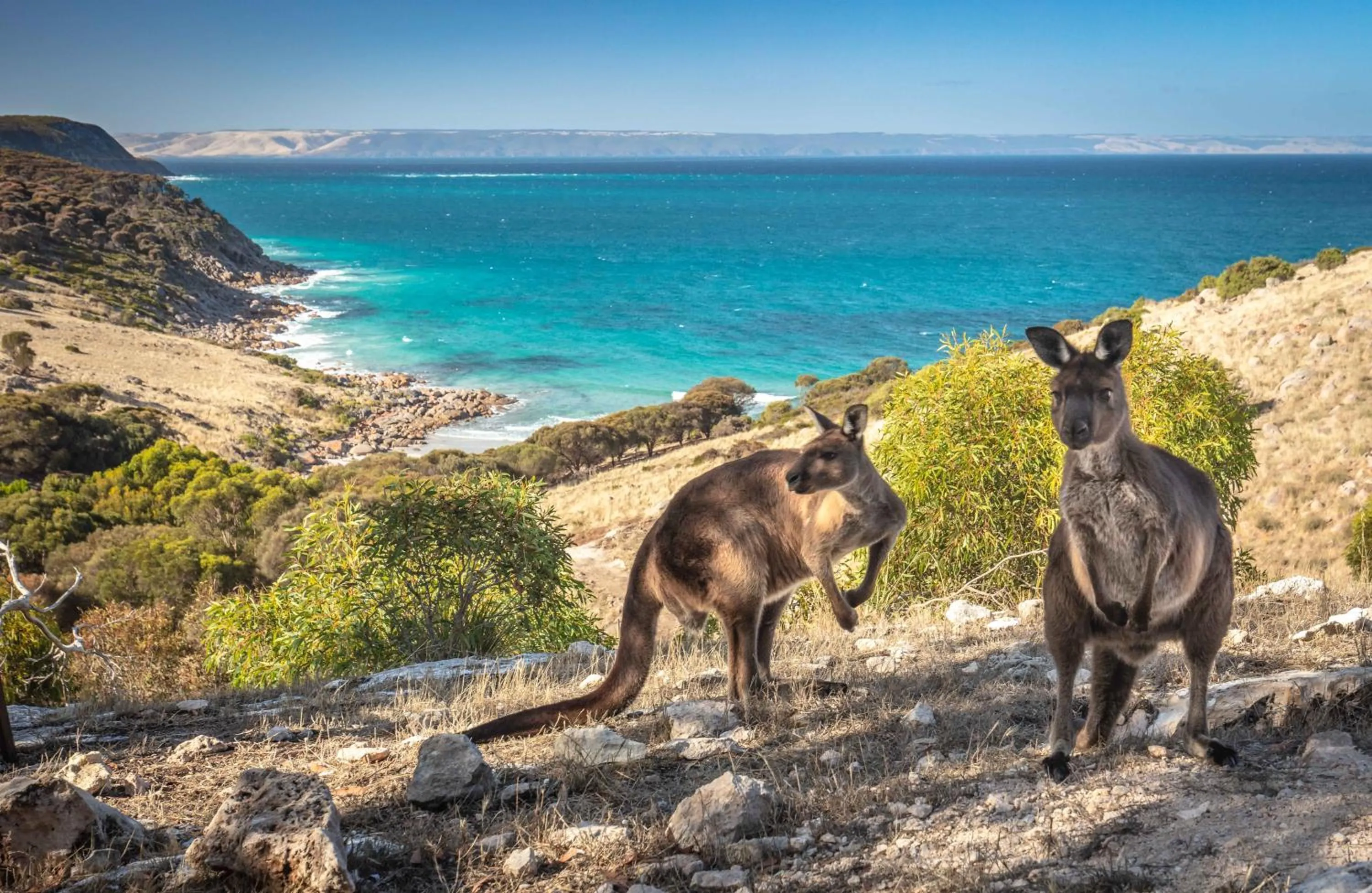 Natural landscape in Sea Dragon Kangaroo Island