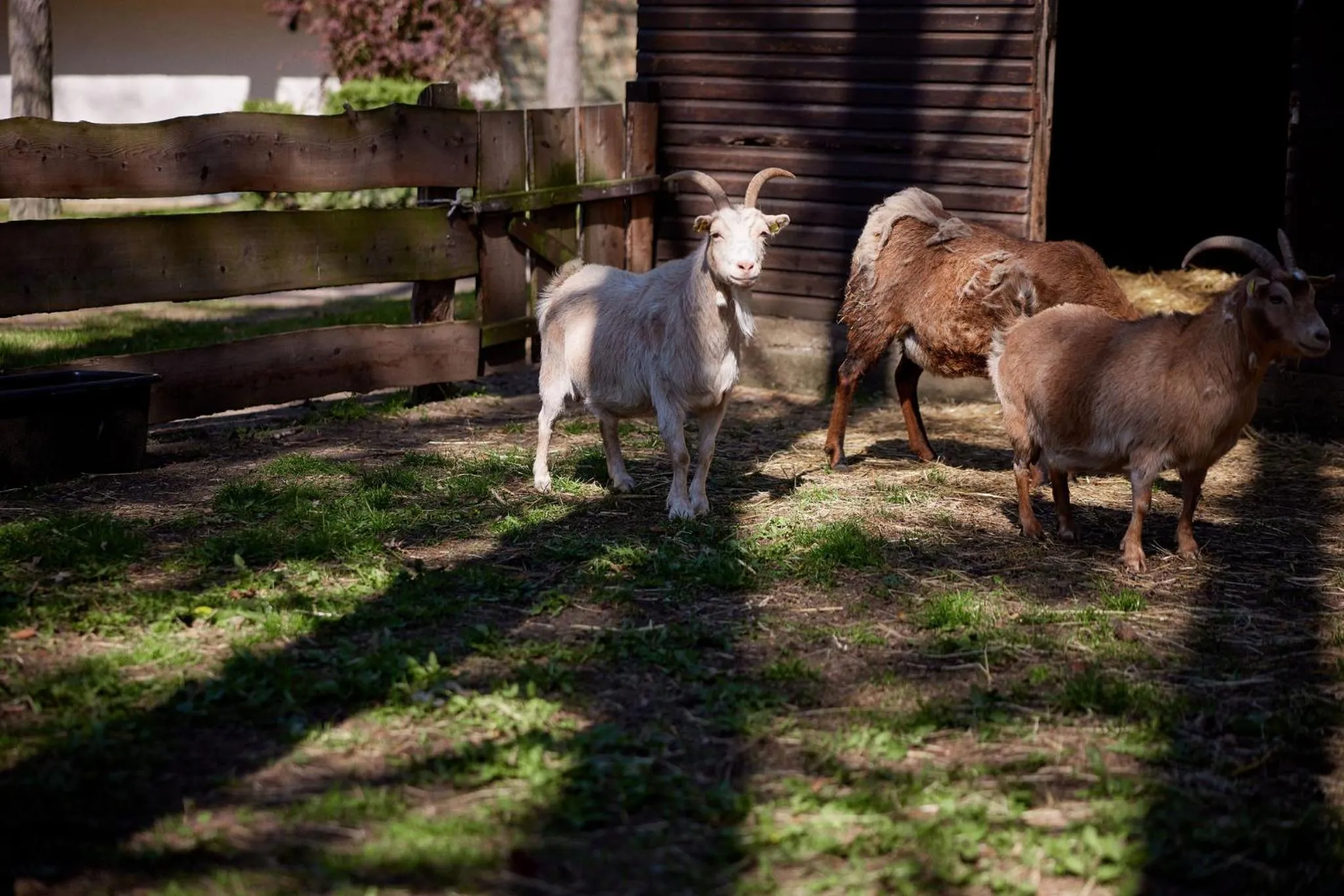 Animals in Van der Valk Naturresort Drewitz