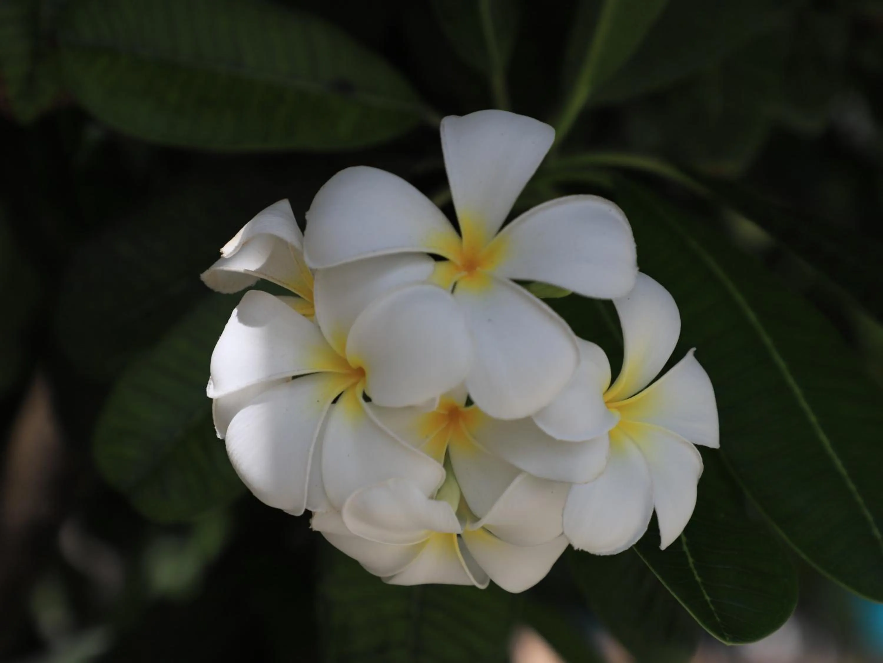 Garden view in Cristal Resort