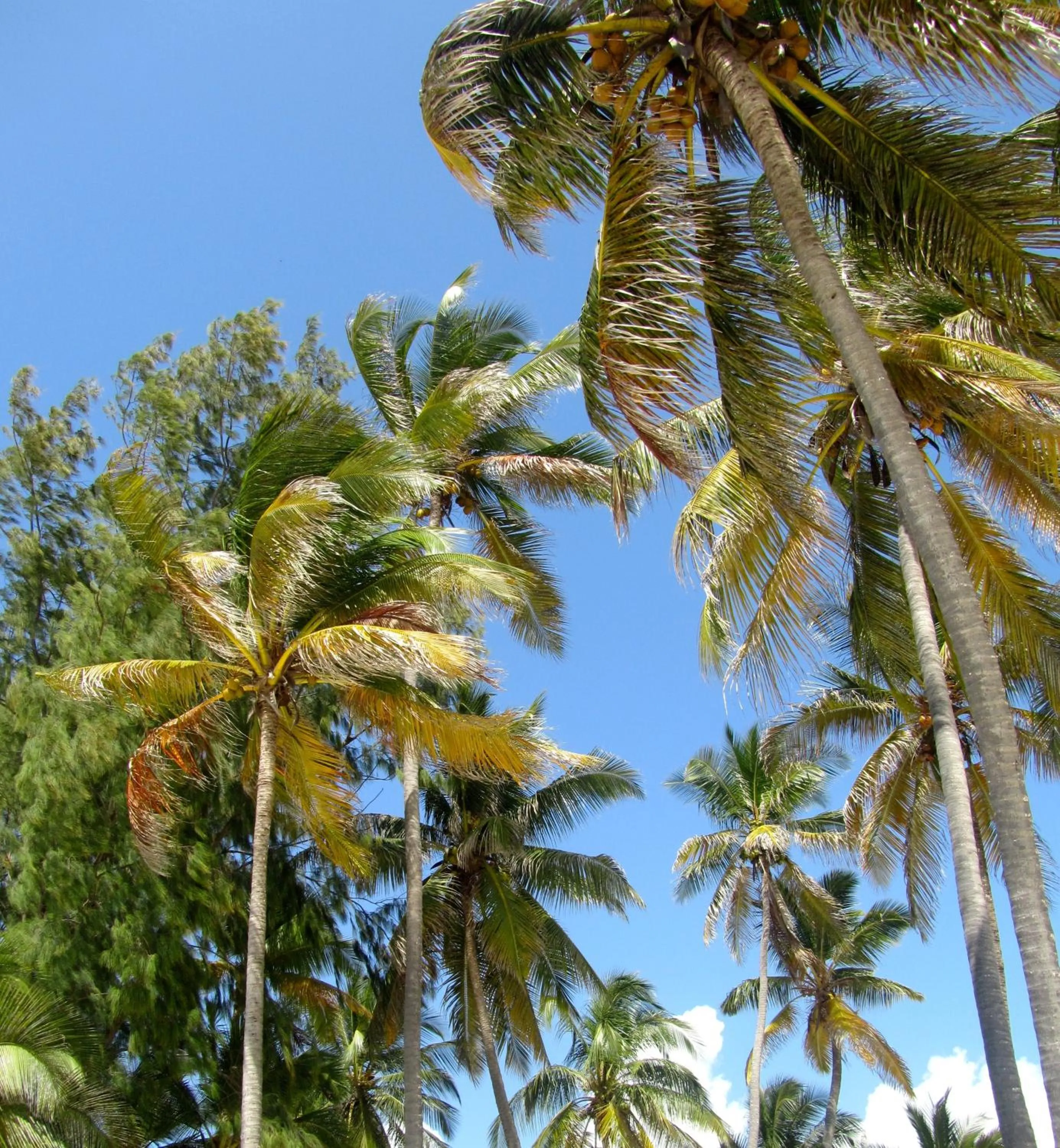 Day in Cristal Resort