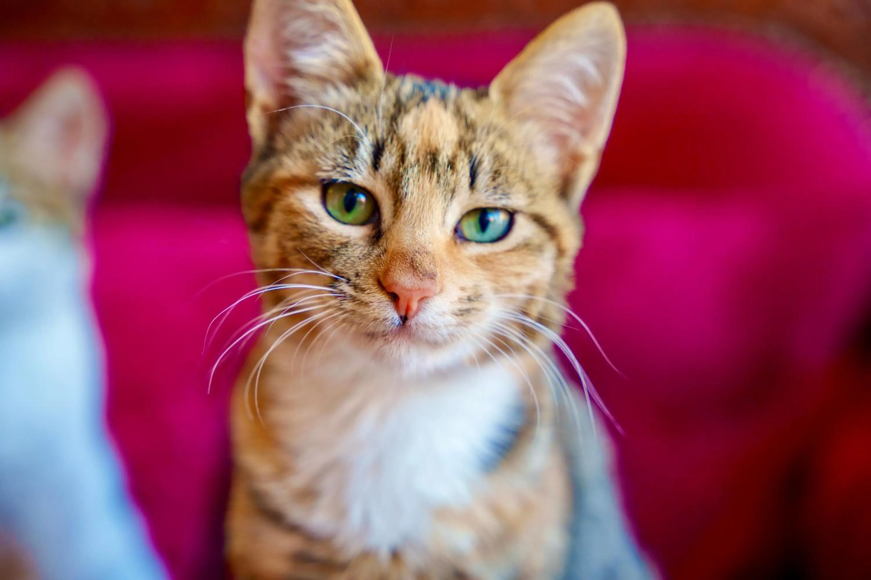 Pets in Whisper Hotel