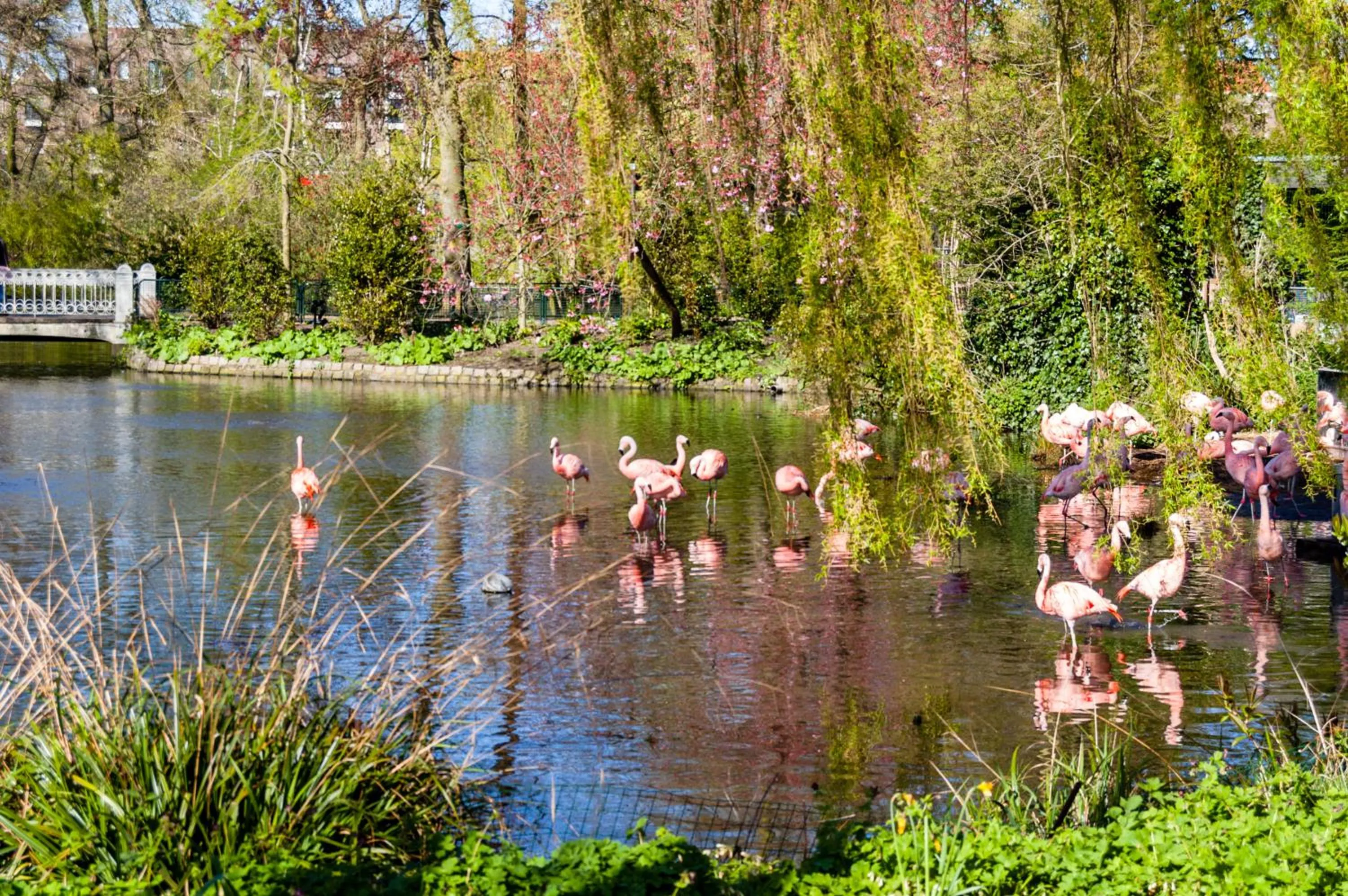 Garden in Hotel Park Plantage
