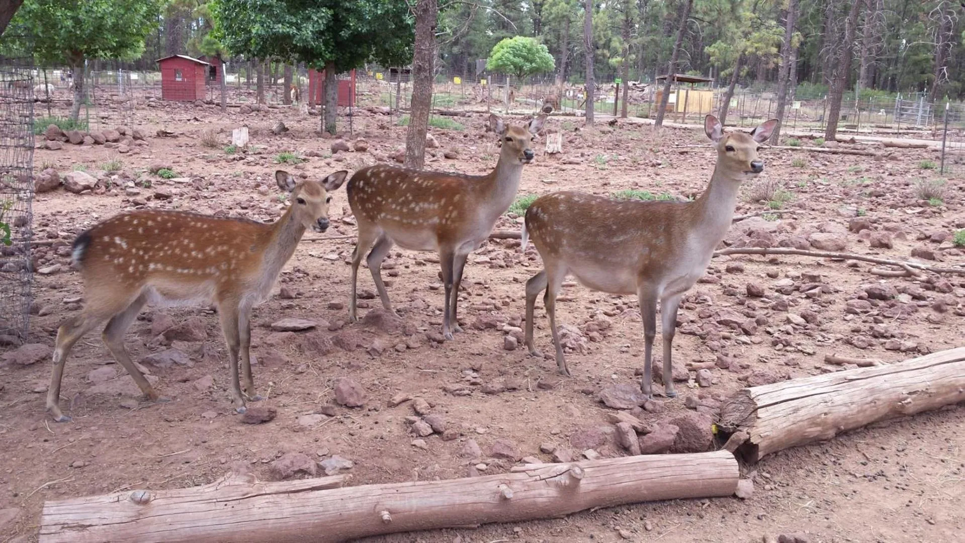 Activities in Super 8 by Wyndham Williams West Route 66 - Grand Canyon Area