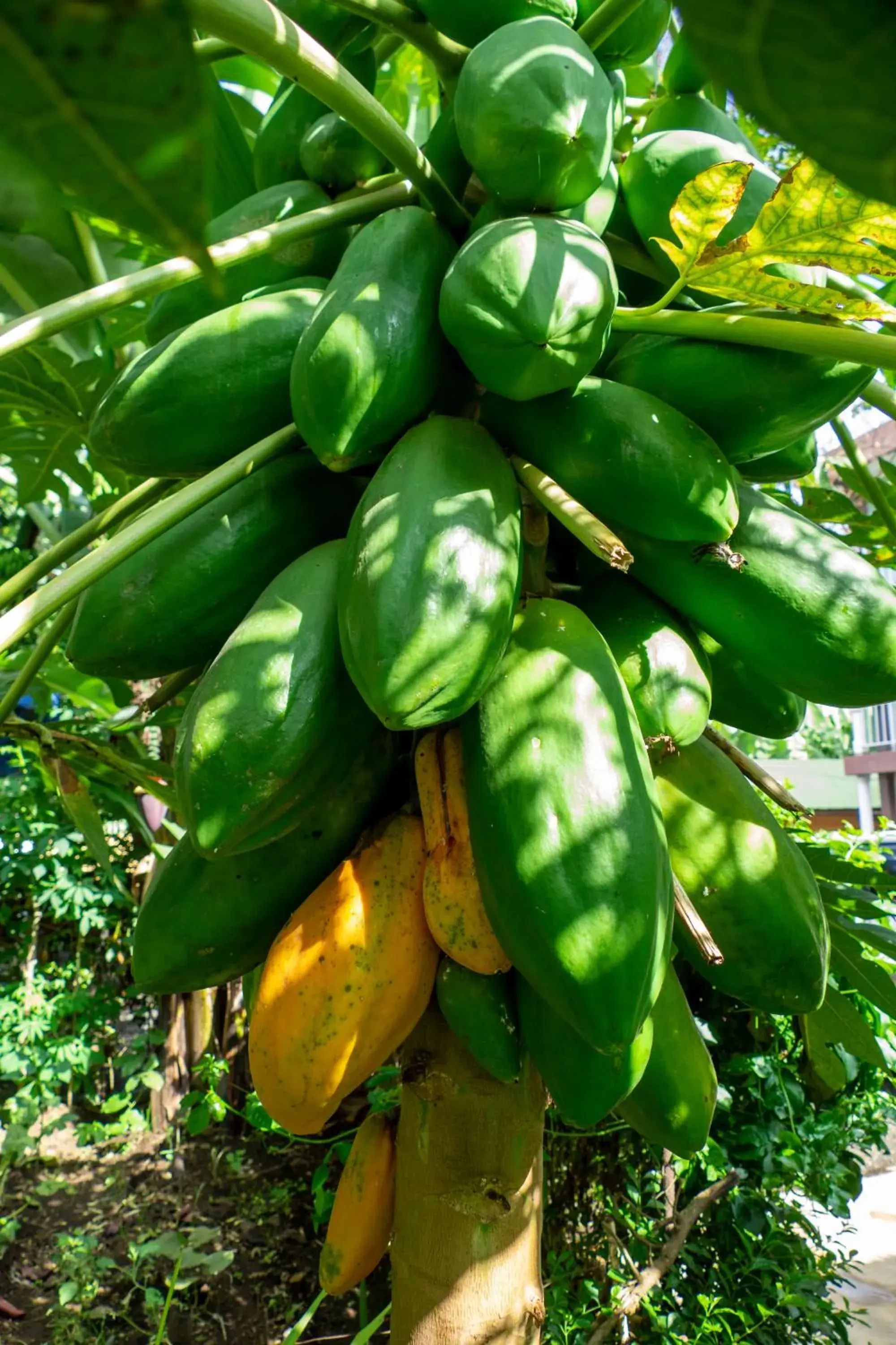Food in Runako Hostel Food in Runako Hostel