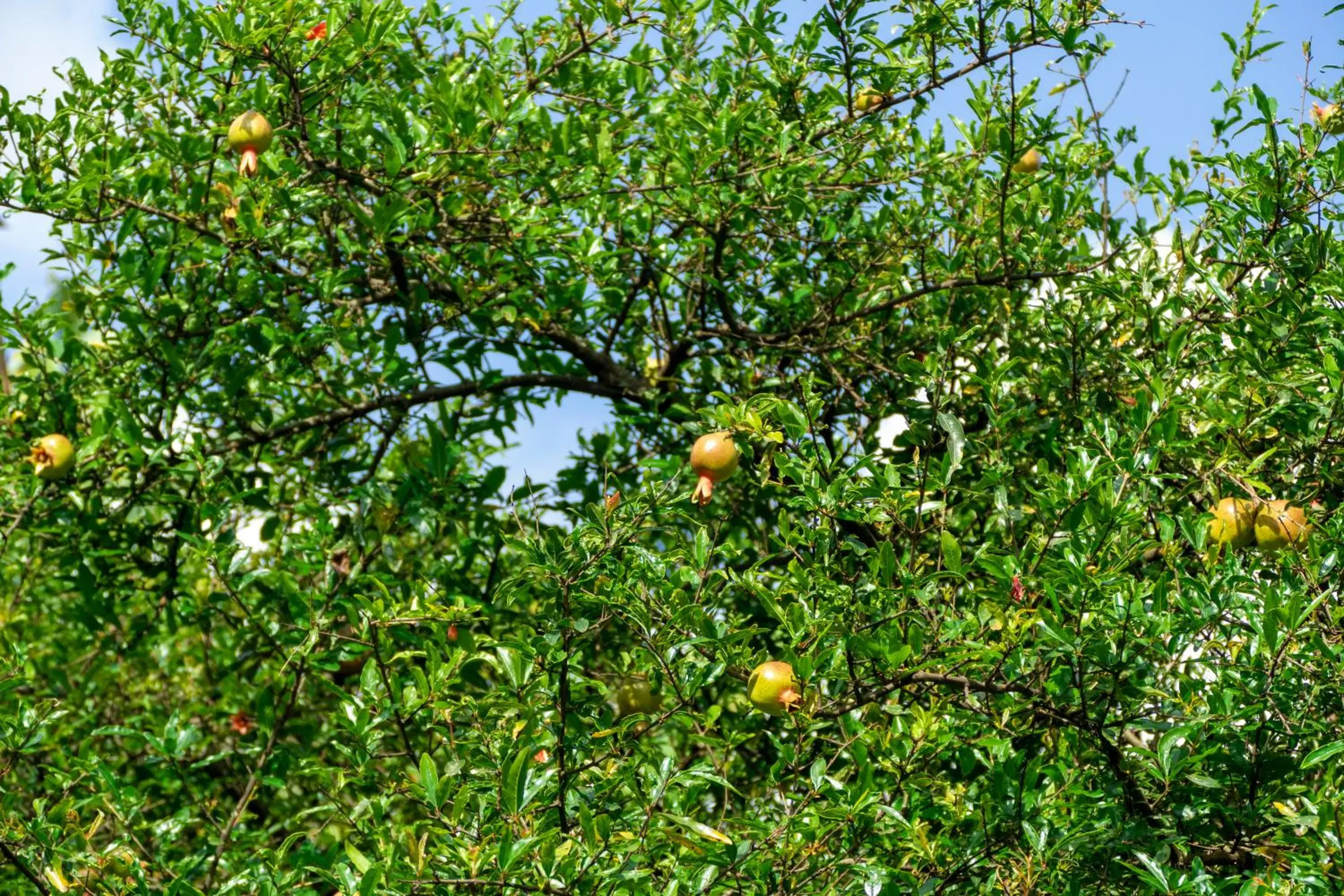 Food in Runako Hostel Food in Runako Hostel