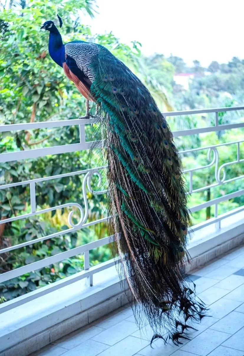 Garden in Hotel Lepic