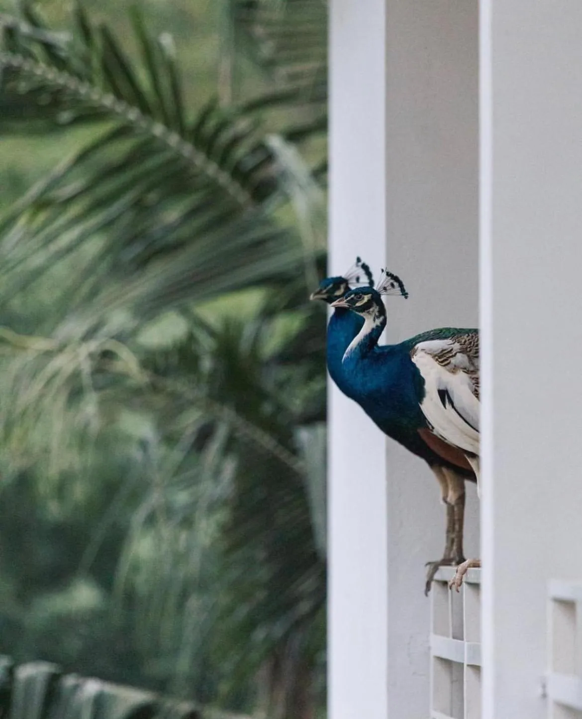 Animals in Hotel Lepic