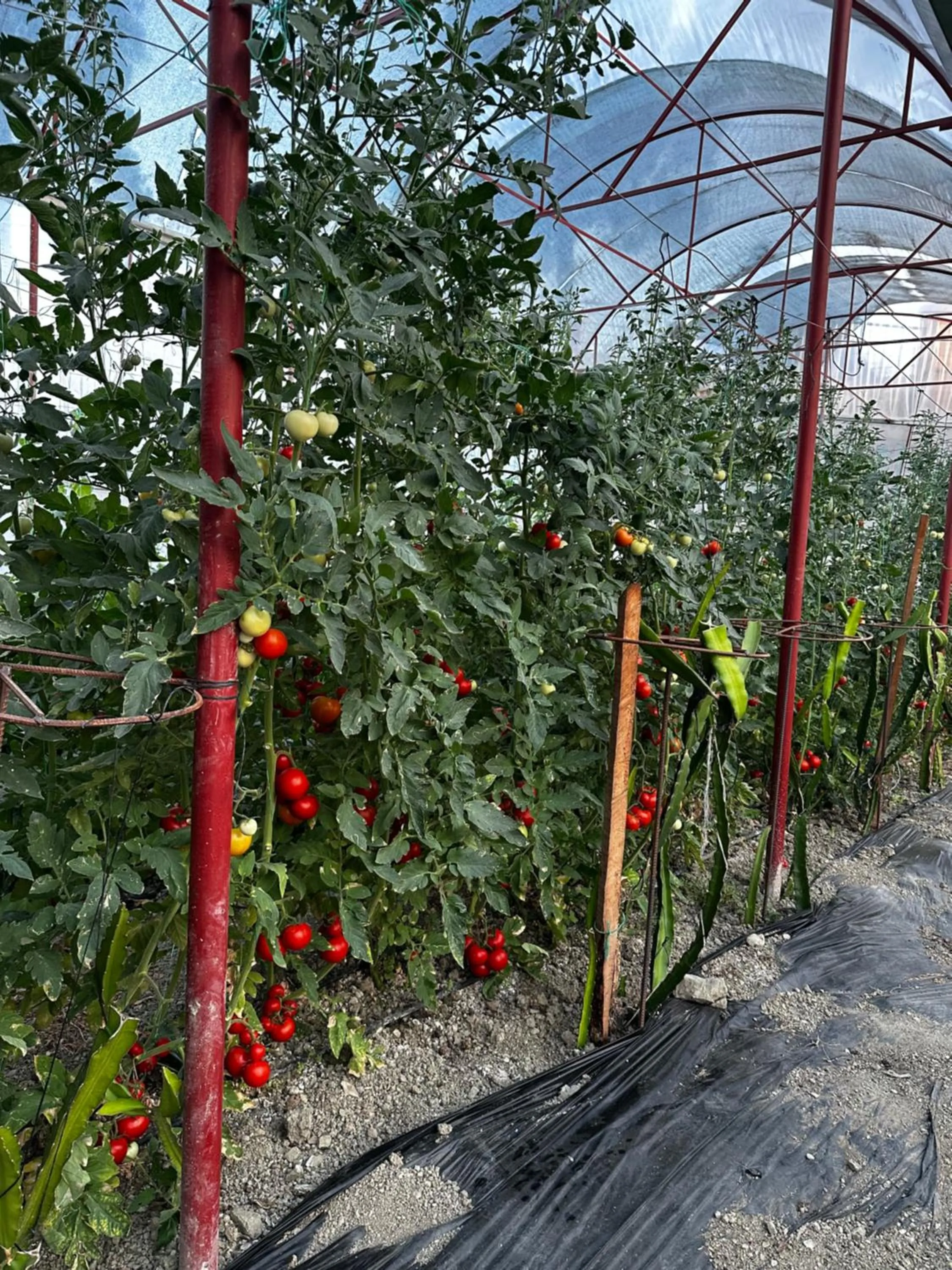 Garden in Kandybos Eco Farm Village